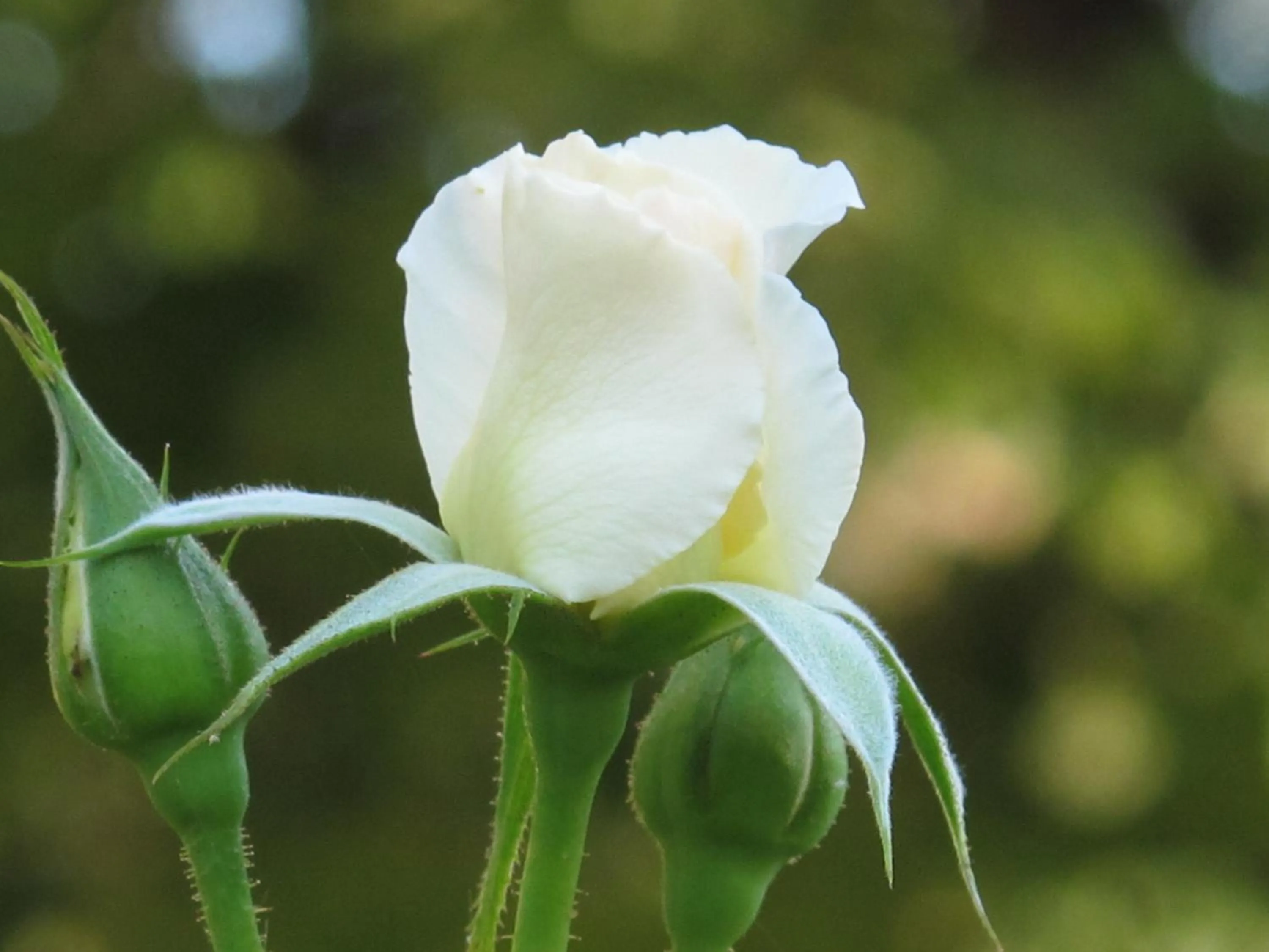 Spring in La Maison de Sophie