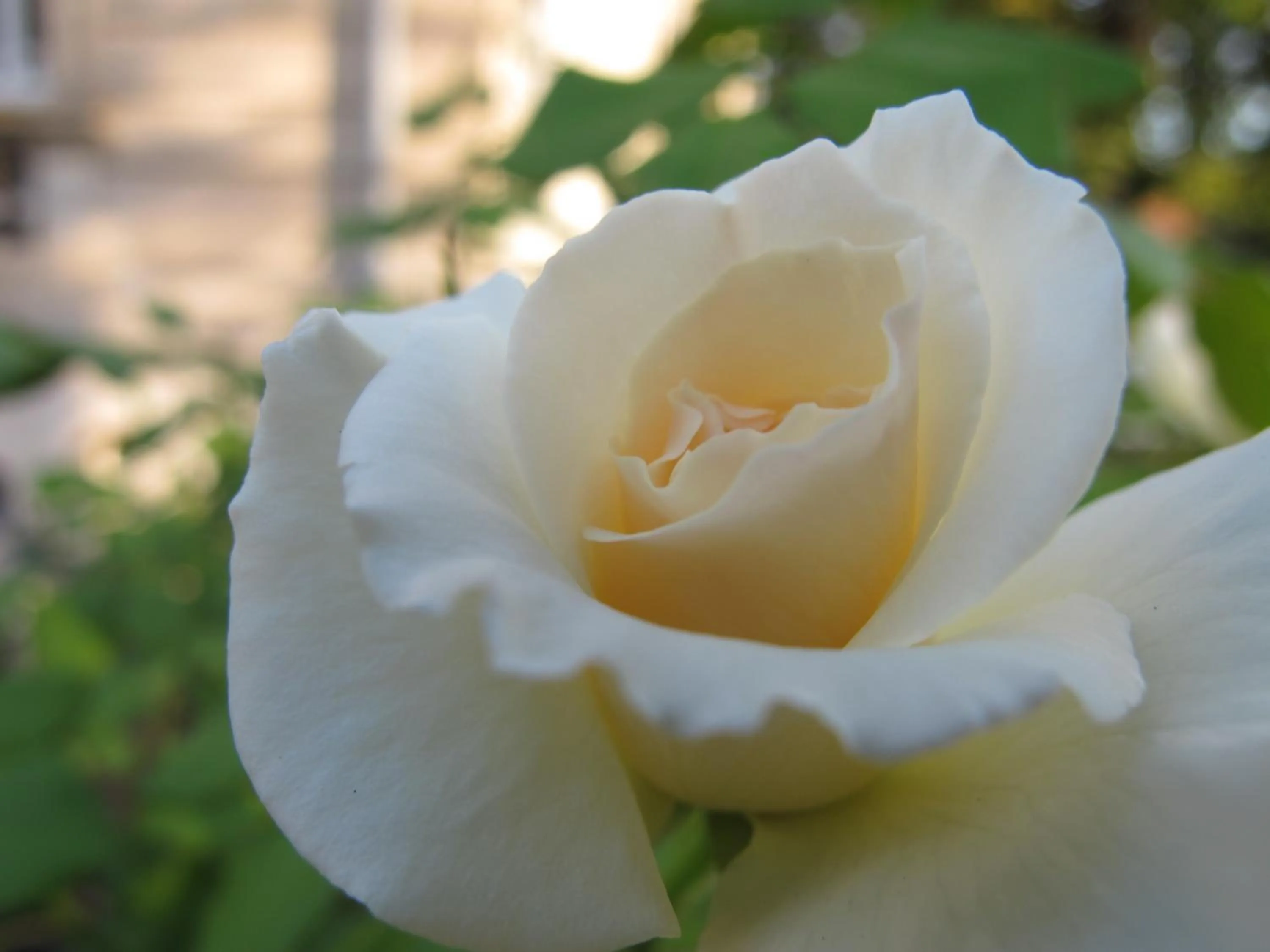 Garden in La Maison de Sophie