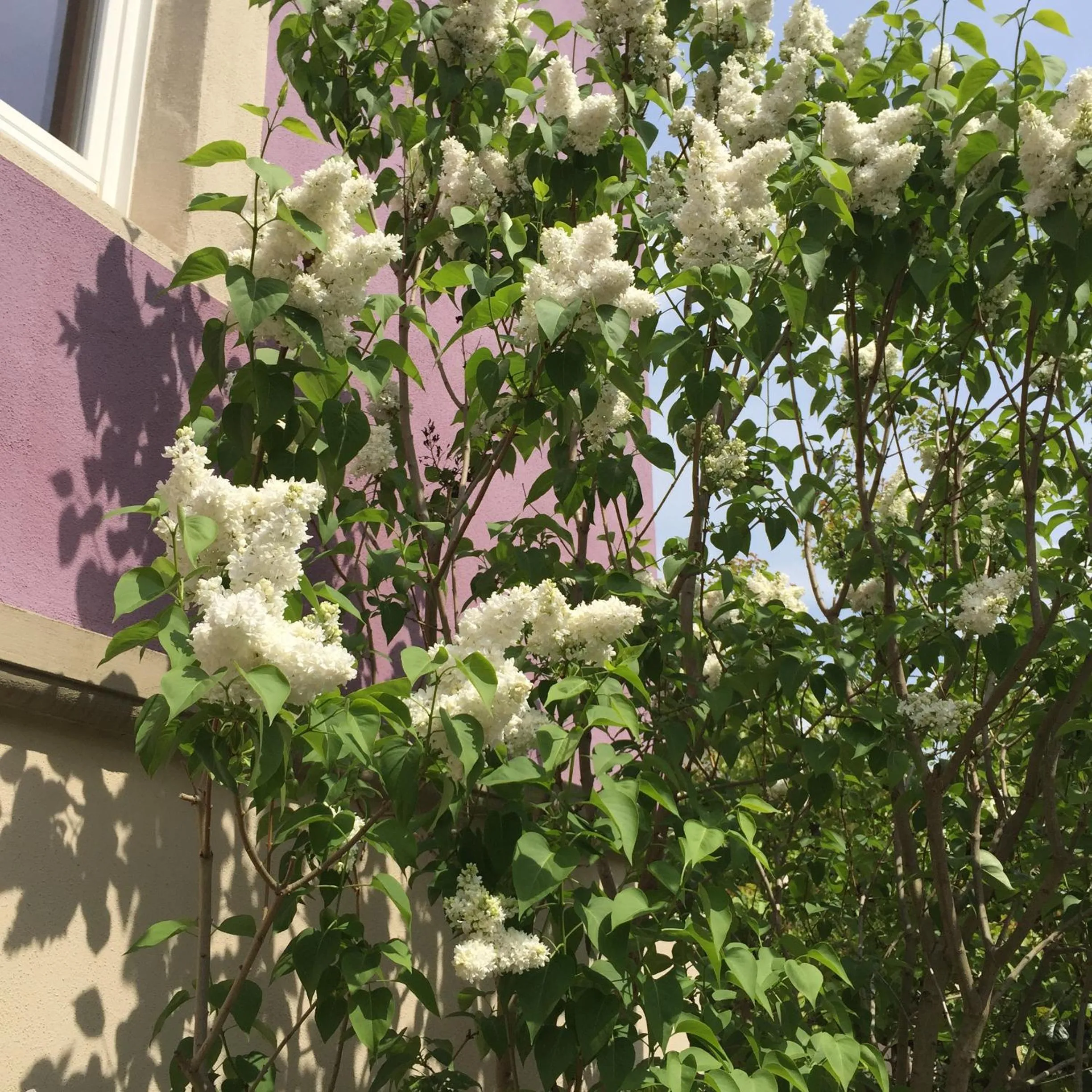 Garden in Jugendstil-Hof