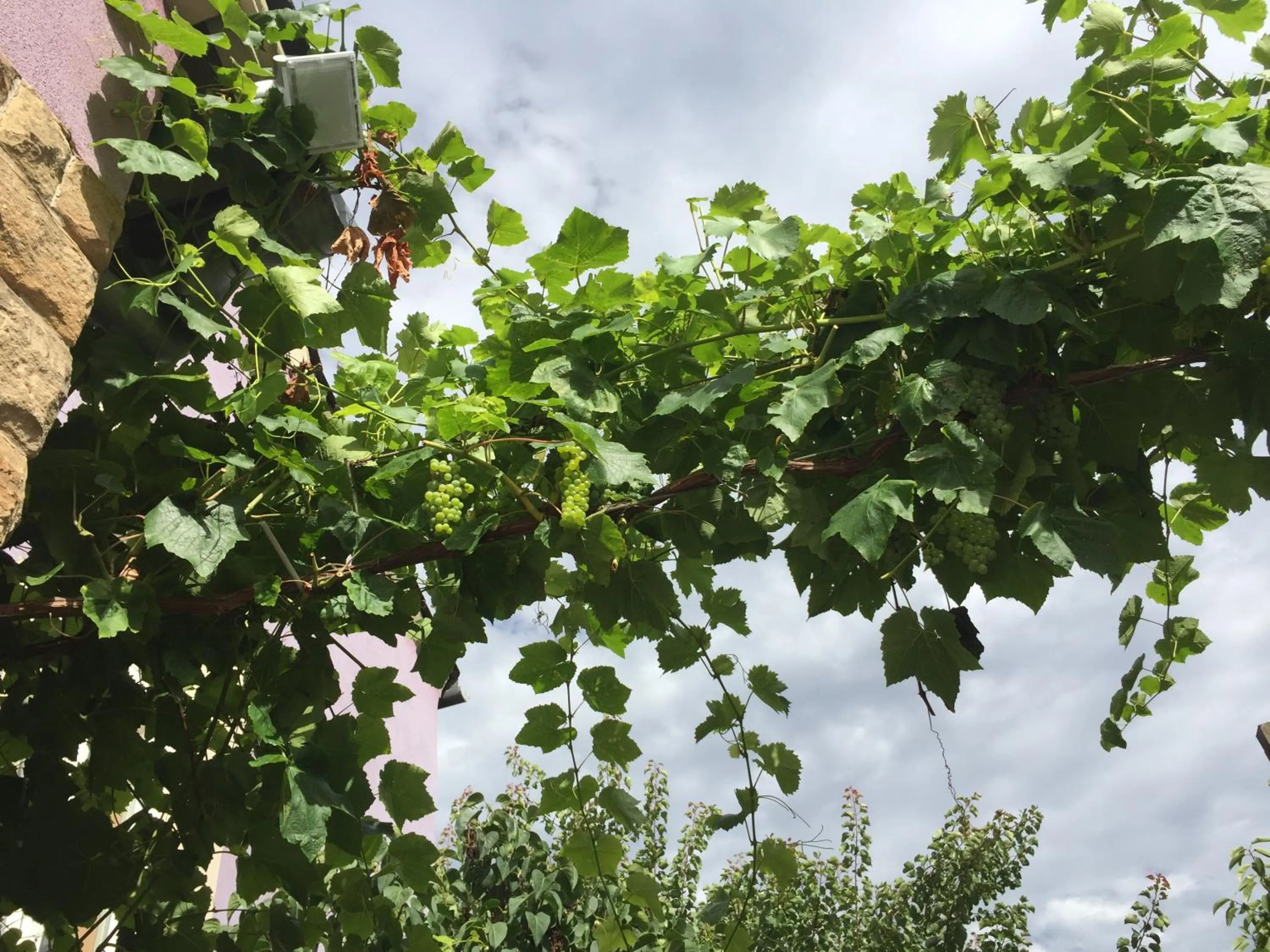 Garden in Jugendstil-Hof