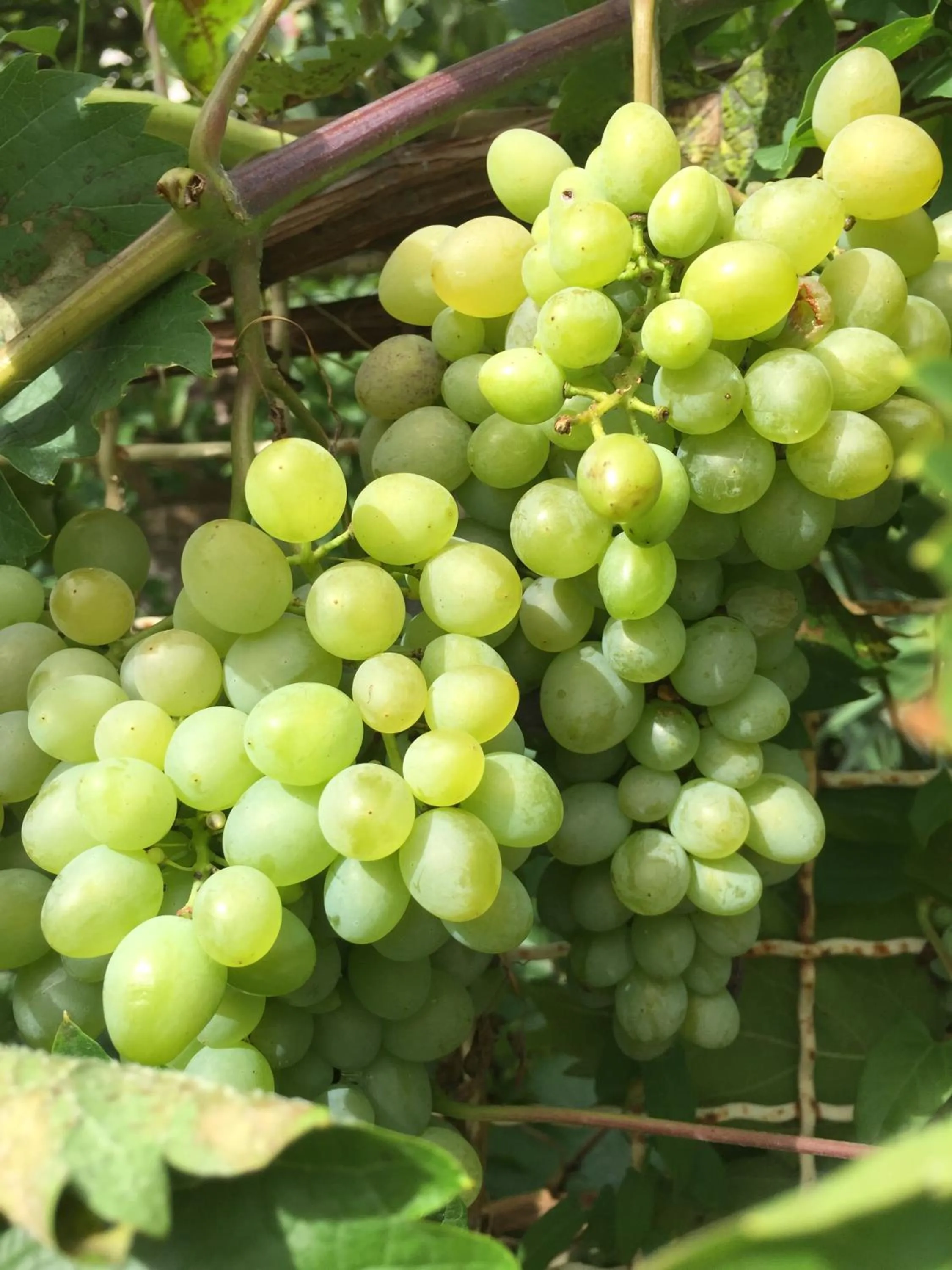 Garden in Jugendstil-Hof