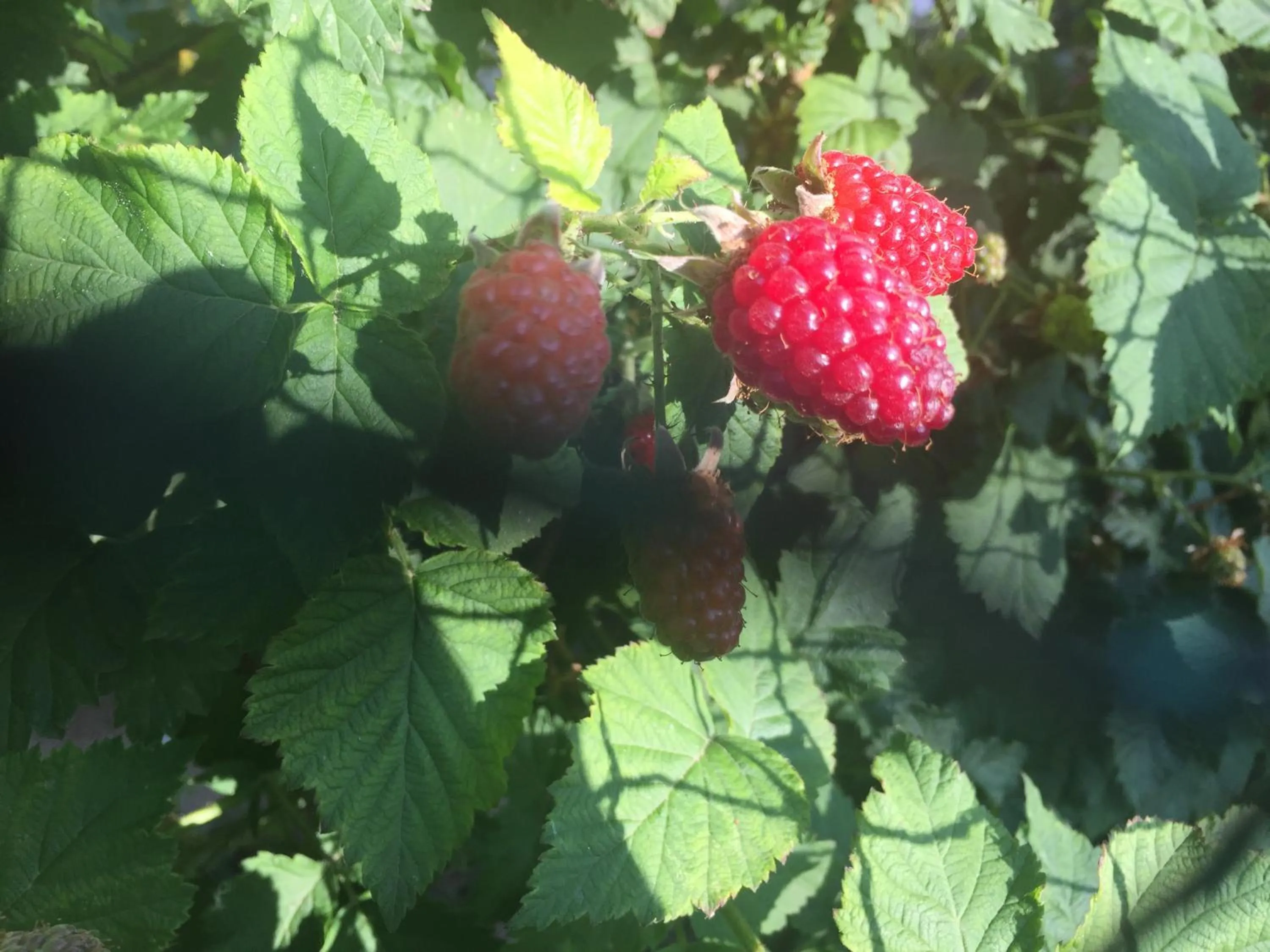 Garden in Jugendstil-Hof