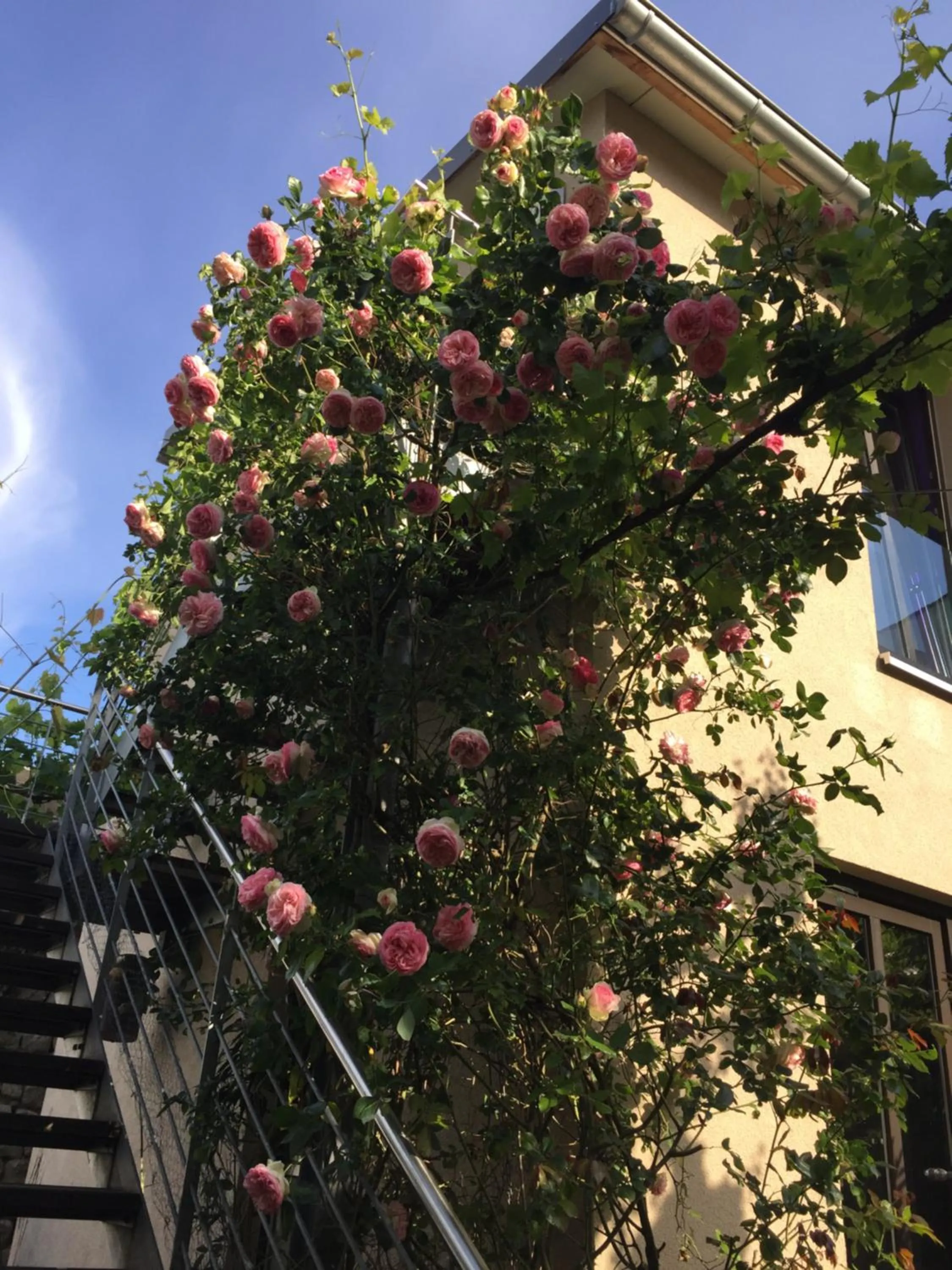 Patio in Jugendstil-Hof