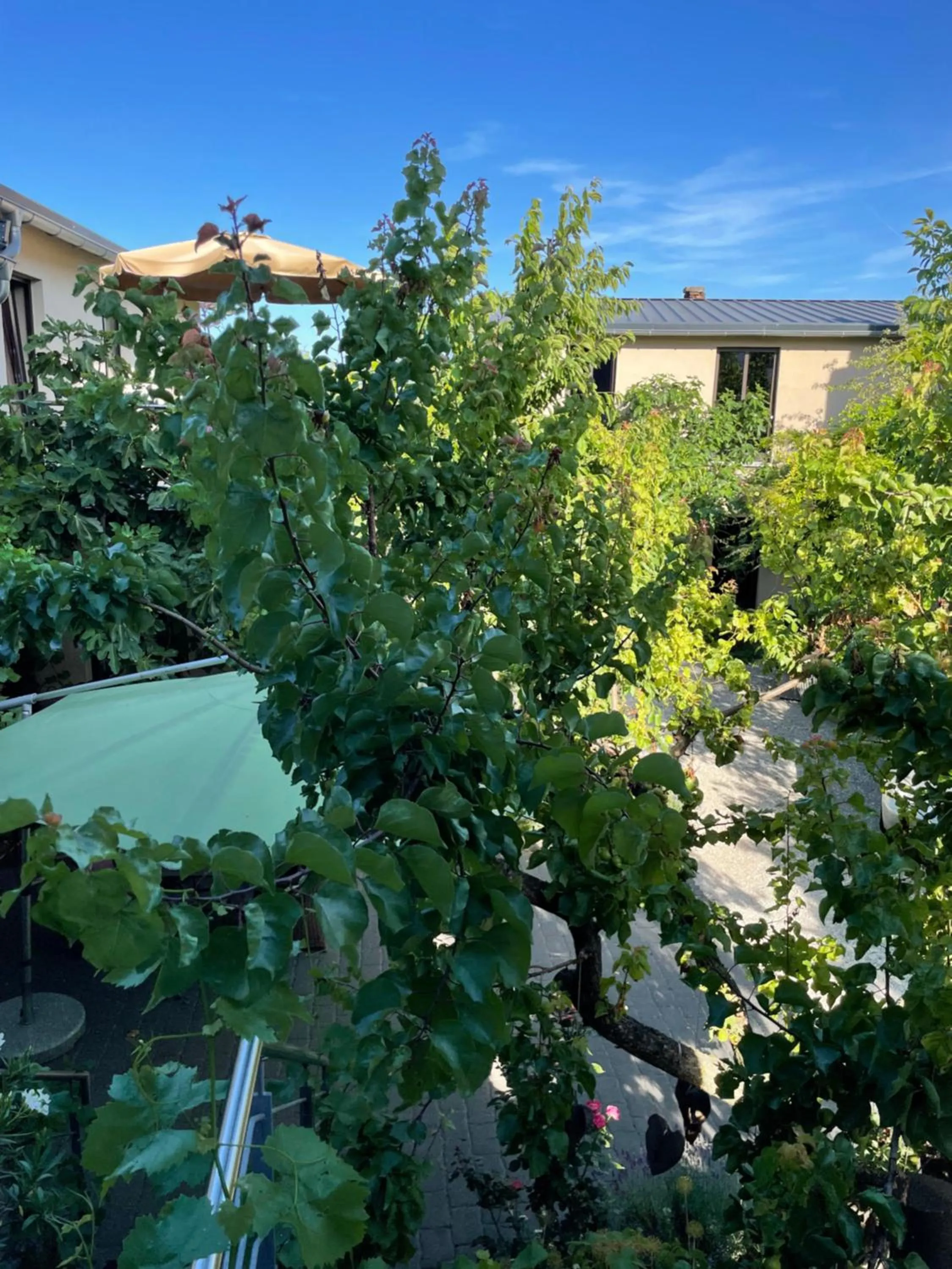 Garden in Jugendstil-Hof