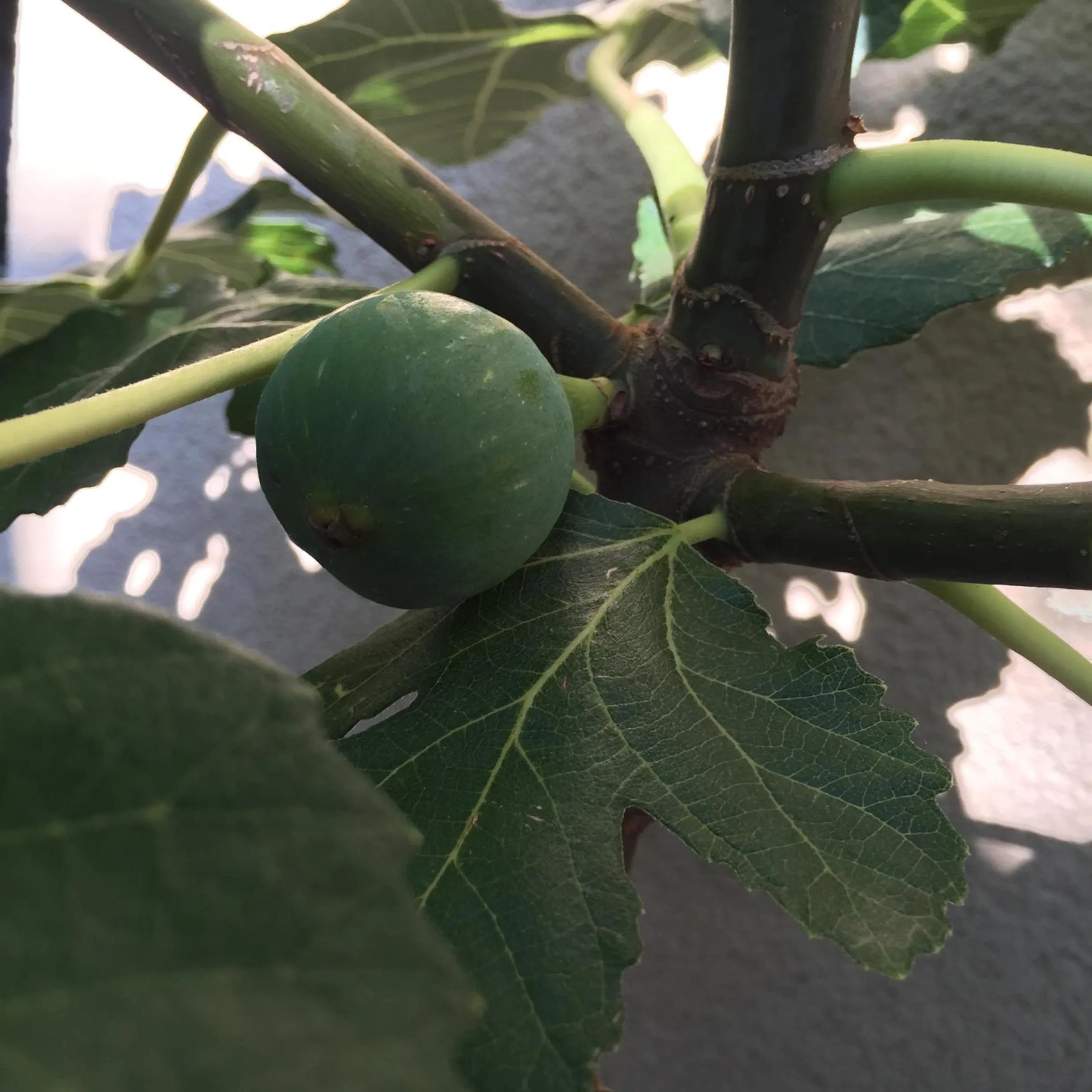 Garden in Jugendstil-Hof