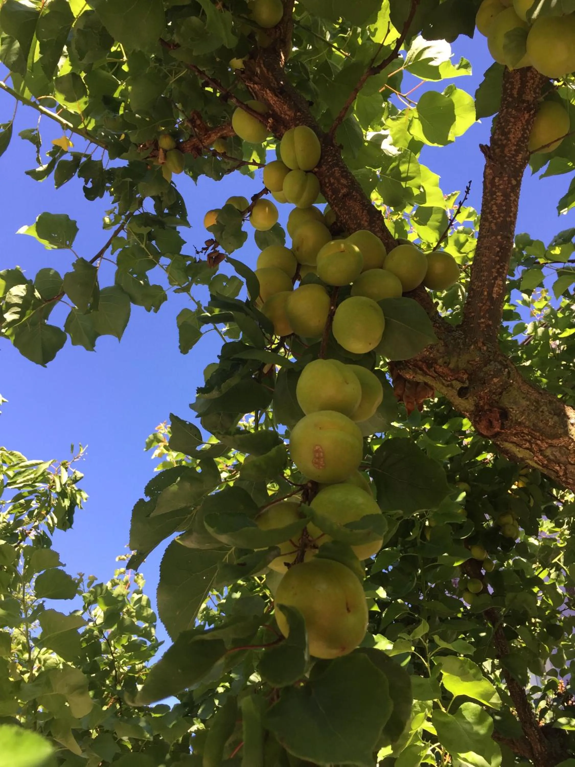 Garden in Jugendstil-Hof