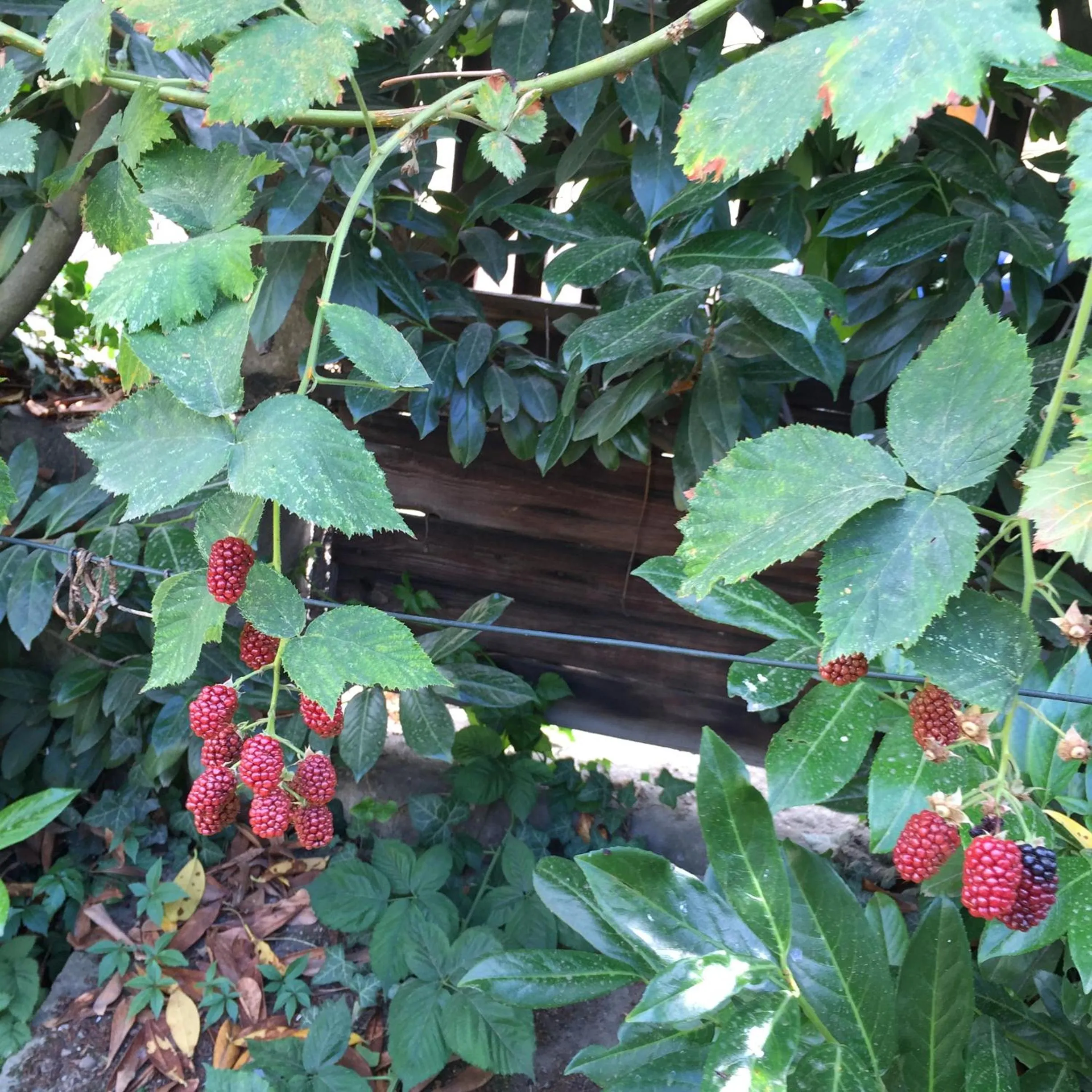 Garden in Jugendstil-Hof