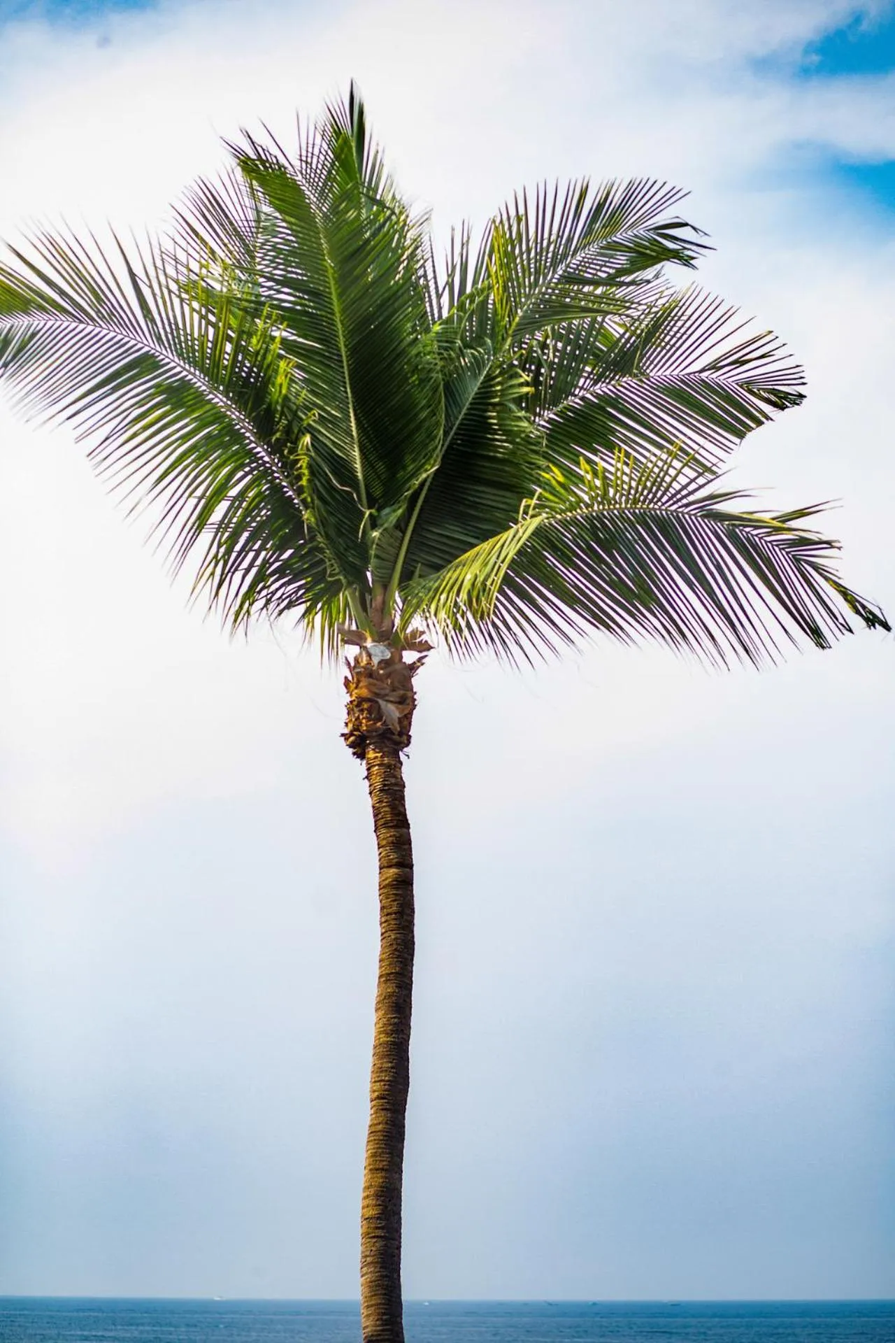 Natural landscape in Quinta Maria Cortez Beach Hotel
