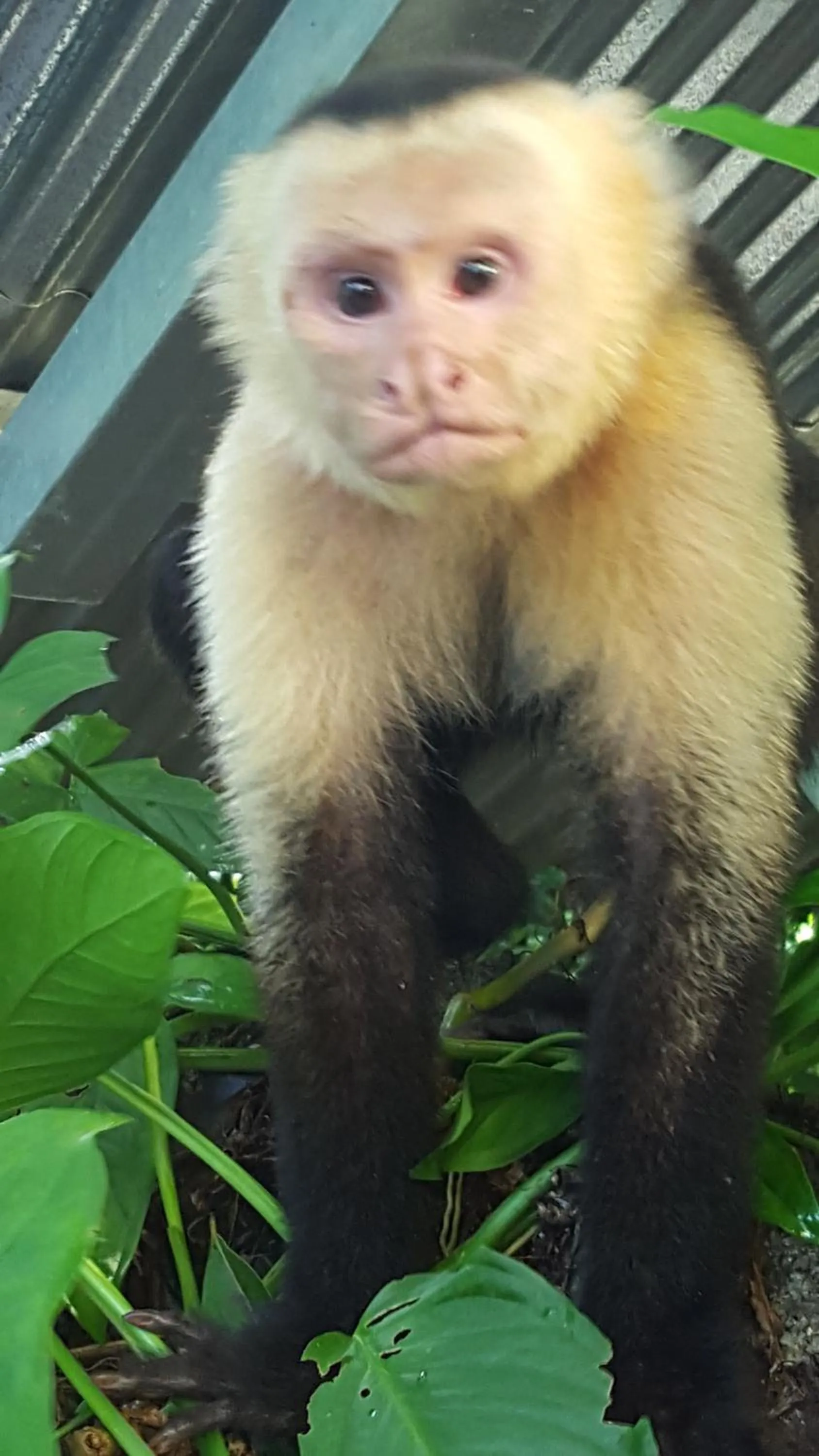 Animals in La Posada Jungle Hotel