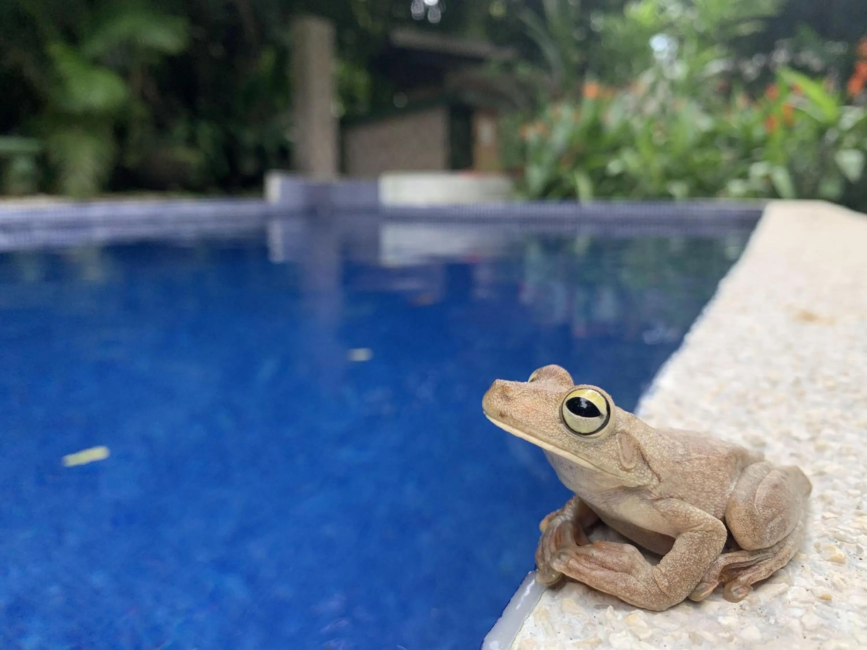 Swimming pool in La Posada Jungle Hotel