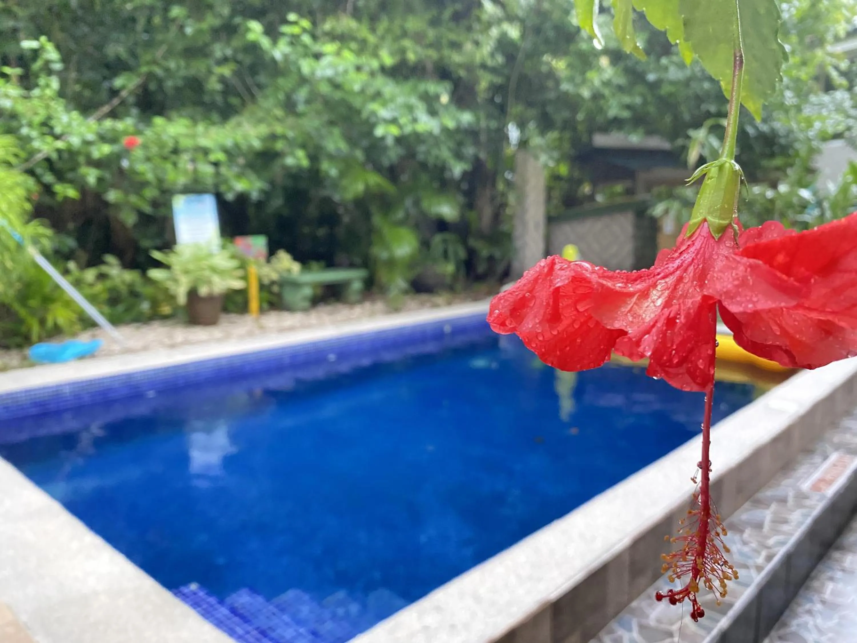 Swimming pool in La Posada Jungle Hotel