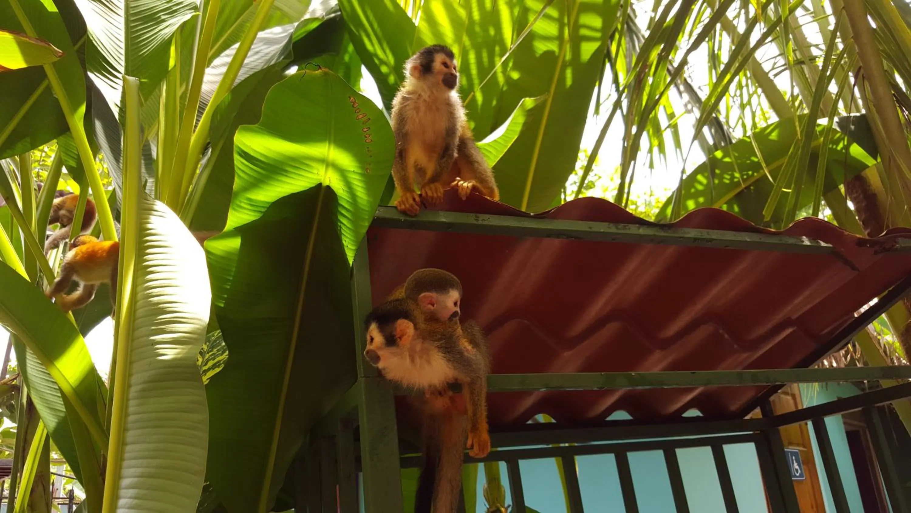 Animals in La Posada Jungle Hotel