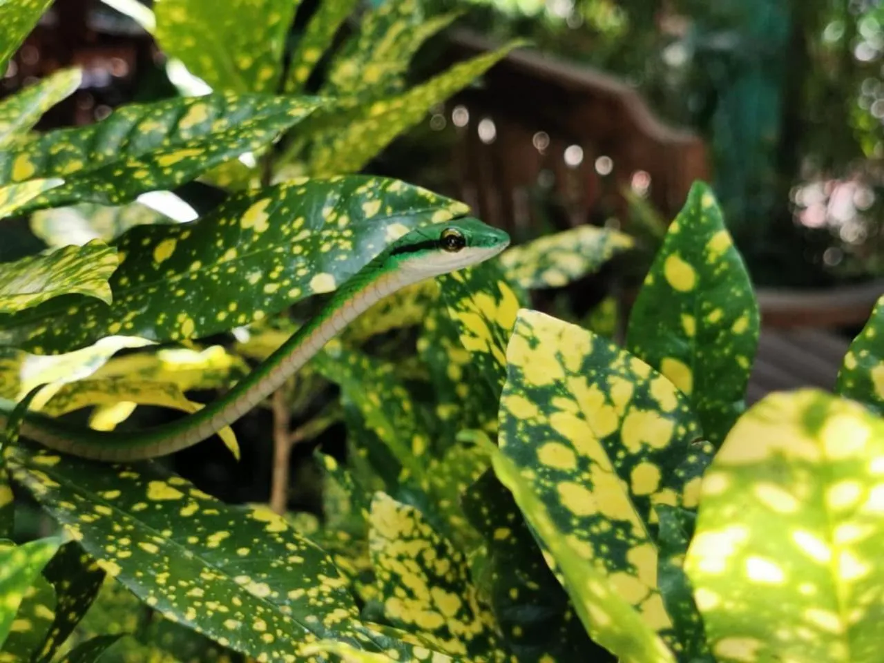 Animals in La Posada Jungle Hotel