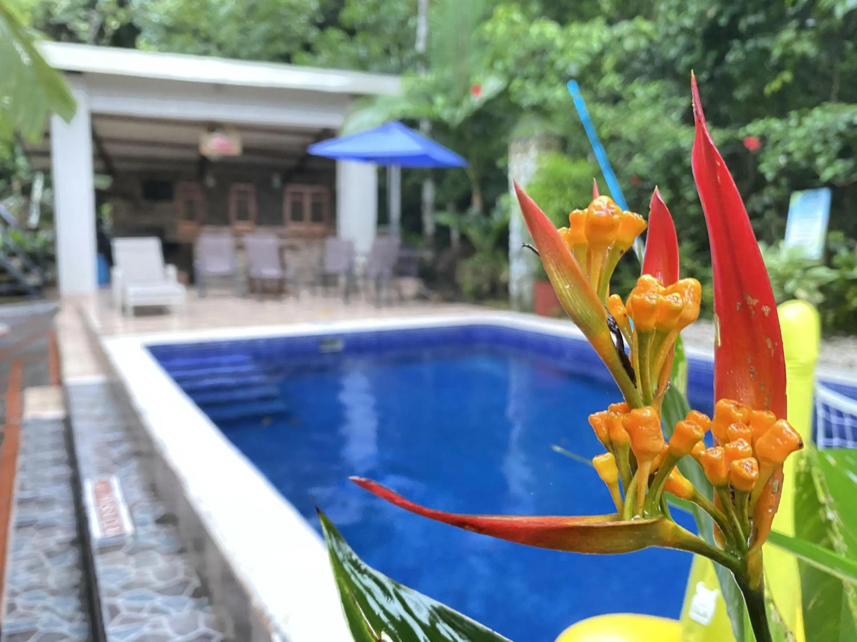 Swimming pool in La Posada Jungle Hotel