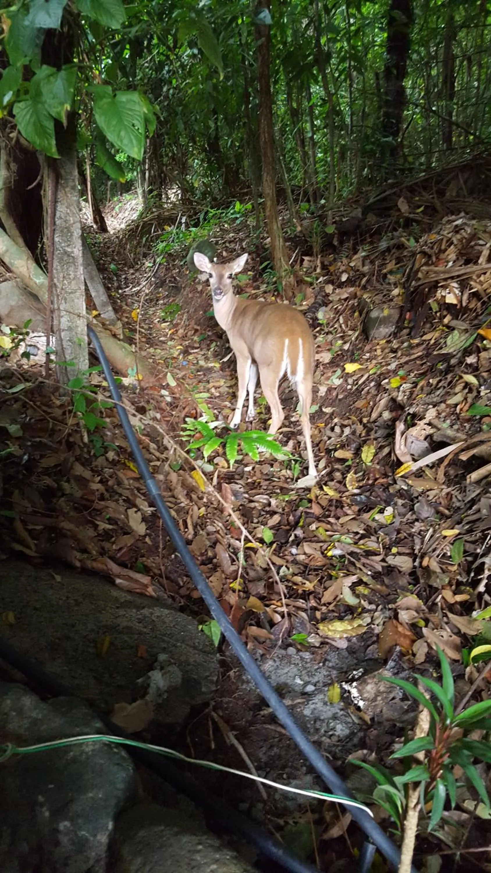 Nearby landmark in La Posada Jungle Hotel