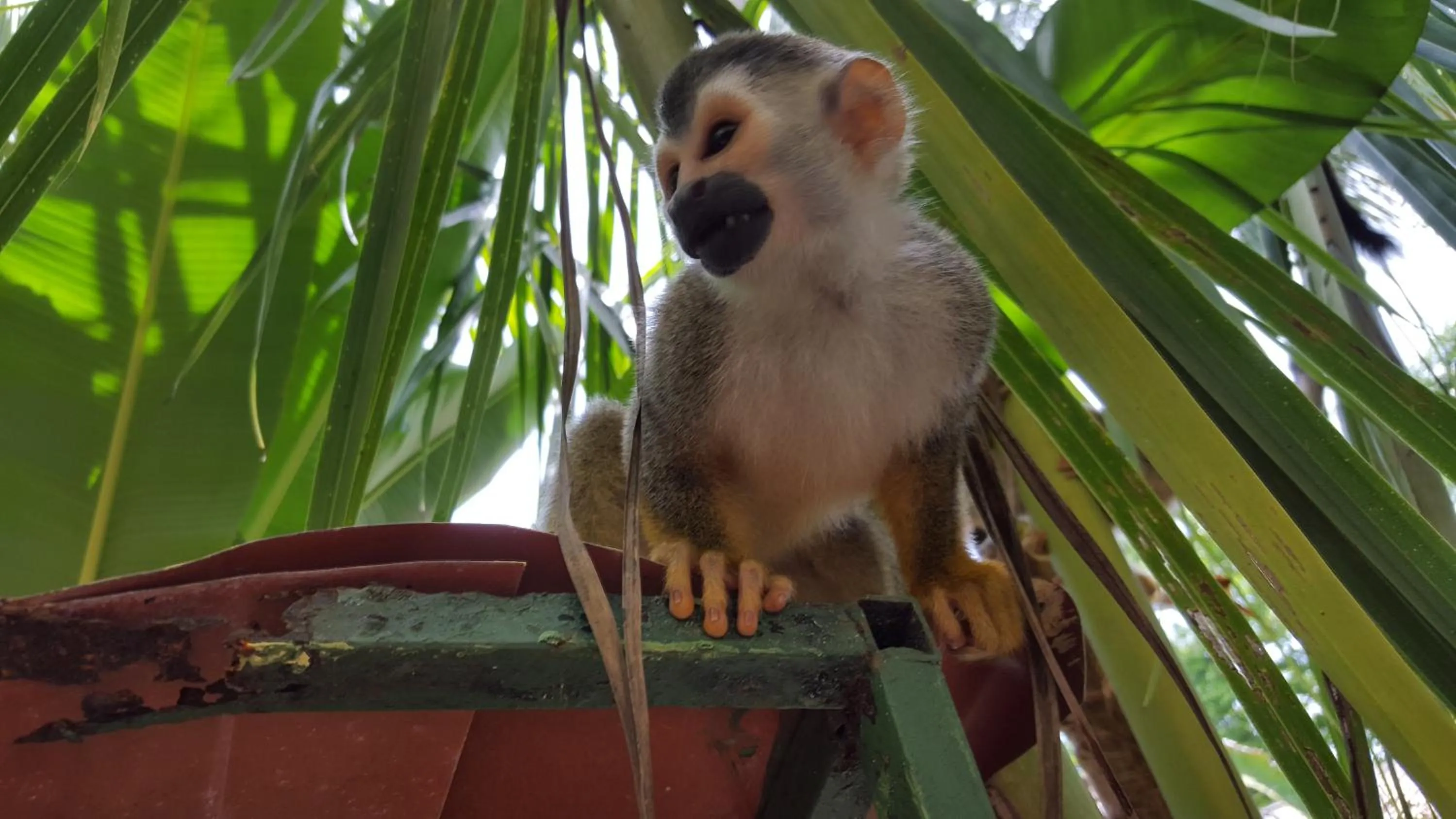Animals in La Posada Jungle Hotel