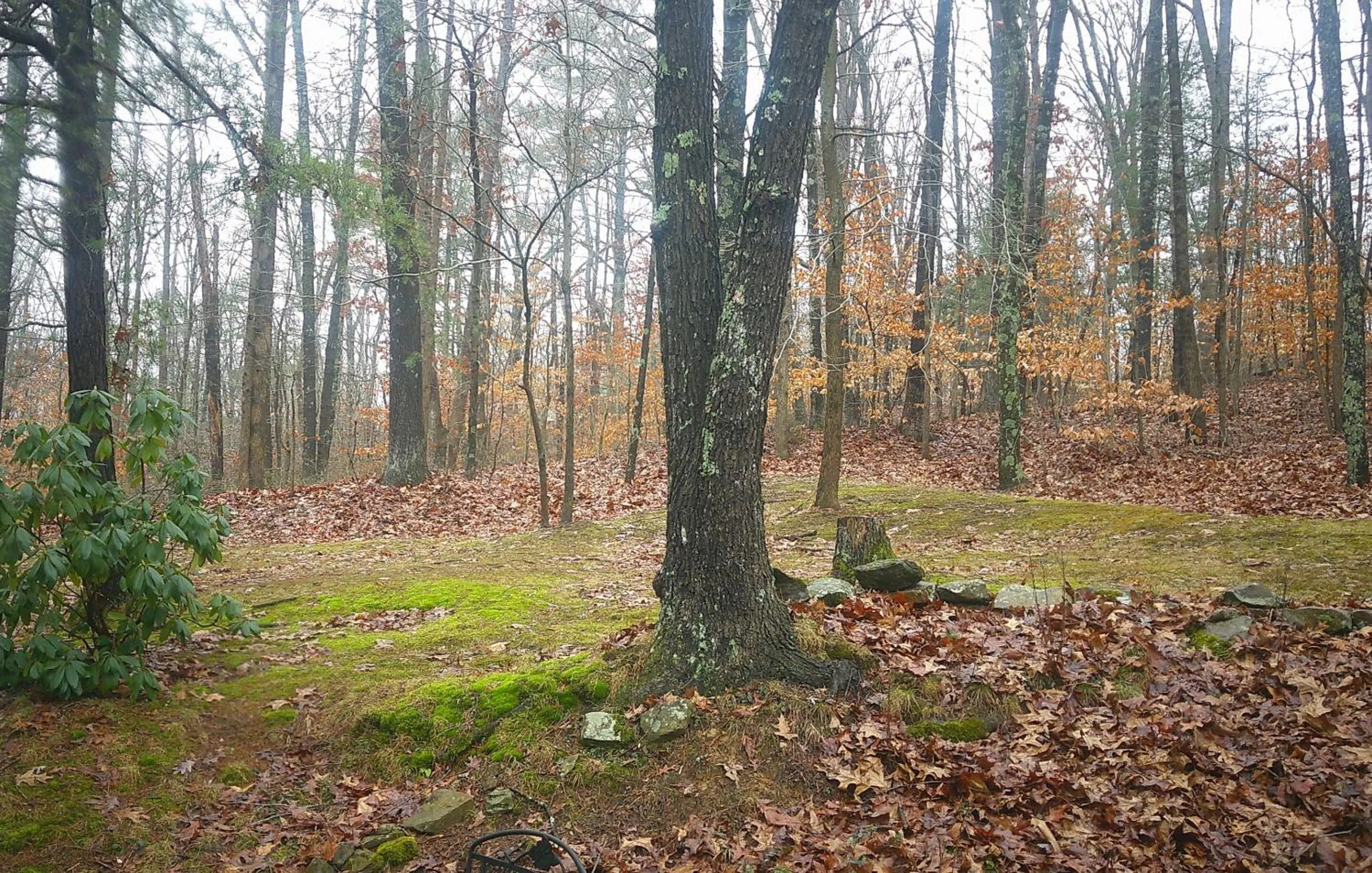 View (from property/room) in Lil Black Bear Inn