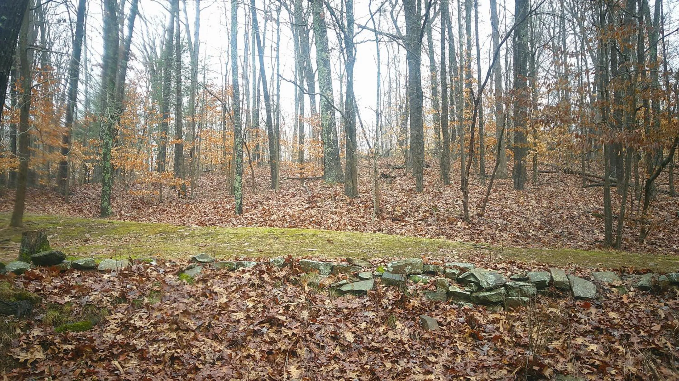 View (from property/room) in Lil Black Bear Inn