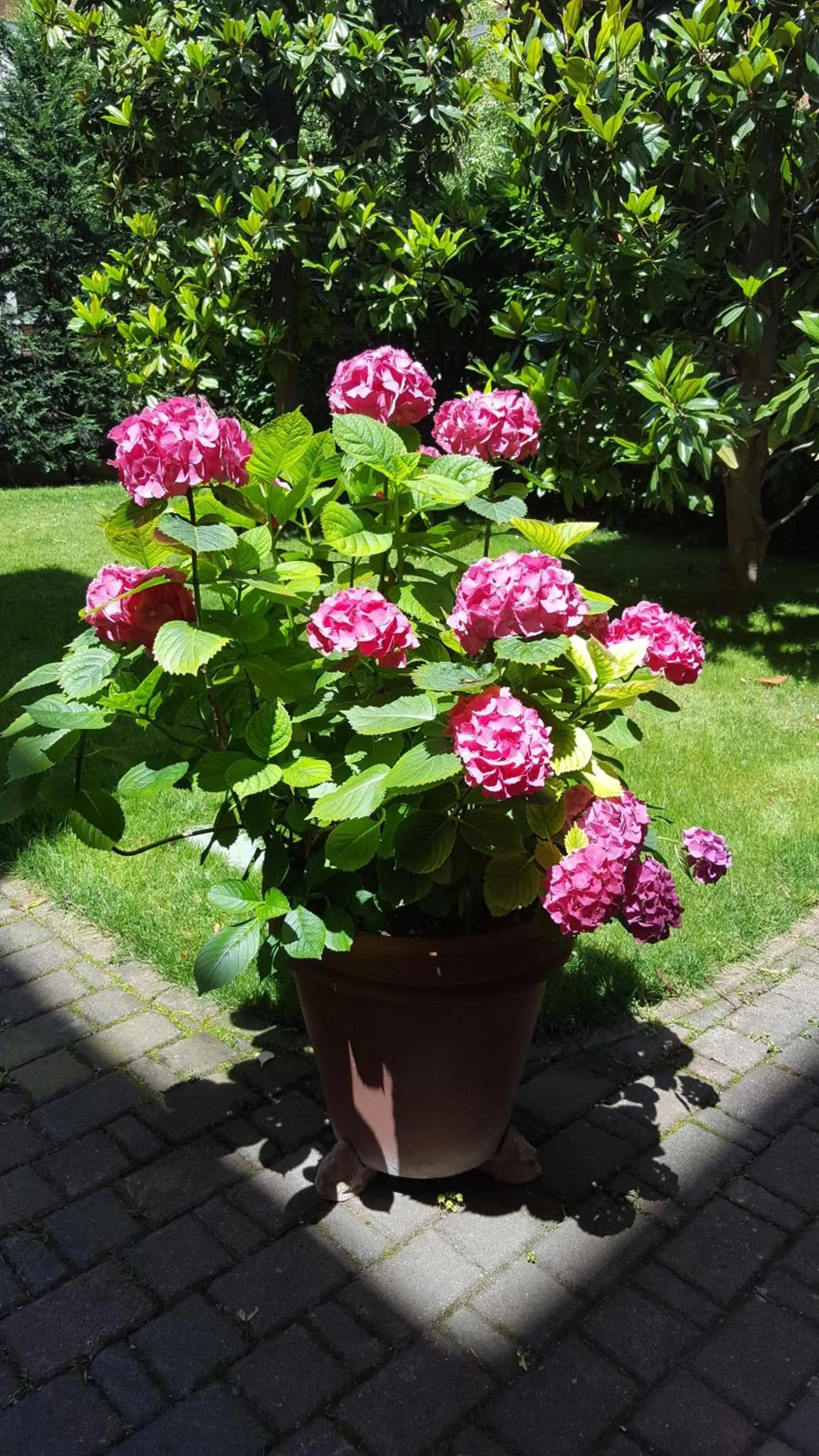 Garden in La Magnolia B&B