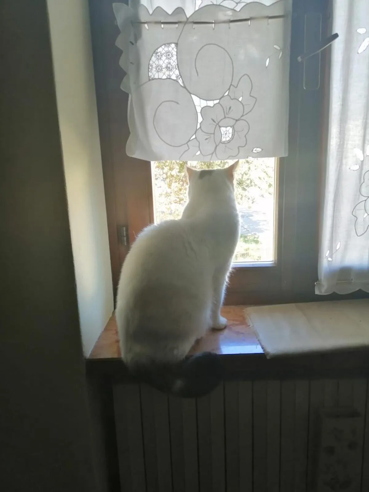 Pets in B&B da Paolo con vista Lago di Garda