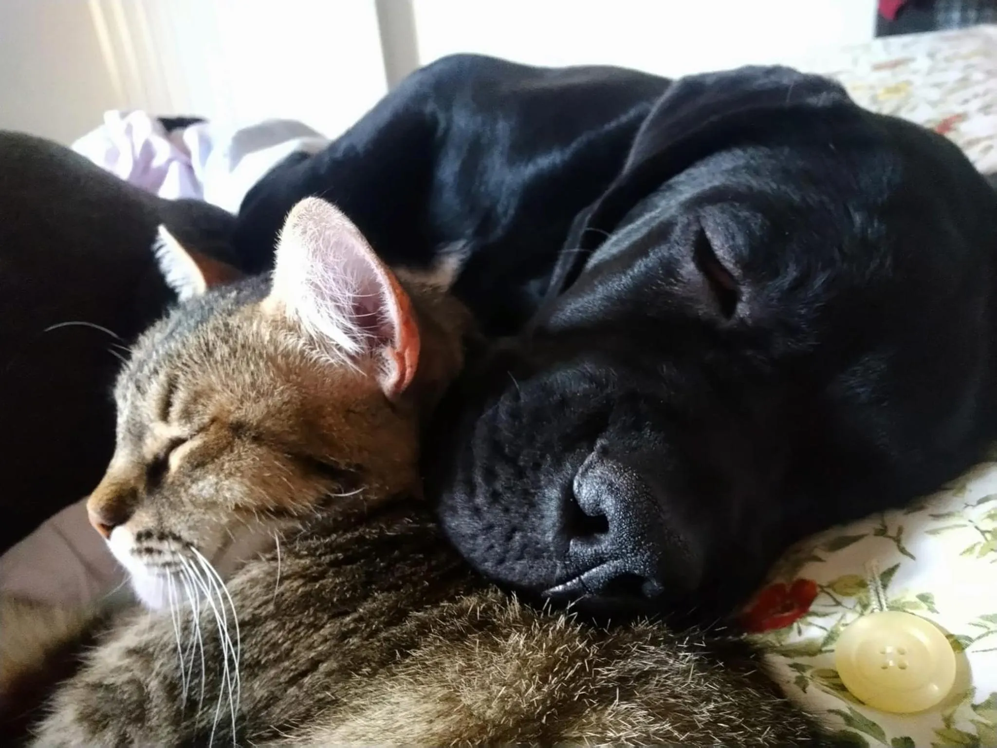 Pets in B&B da Paolo con vista Lago di Garda