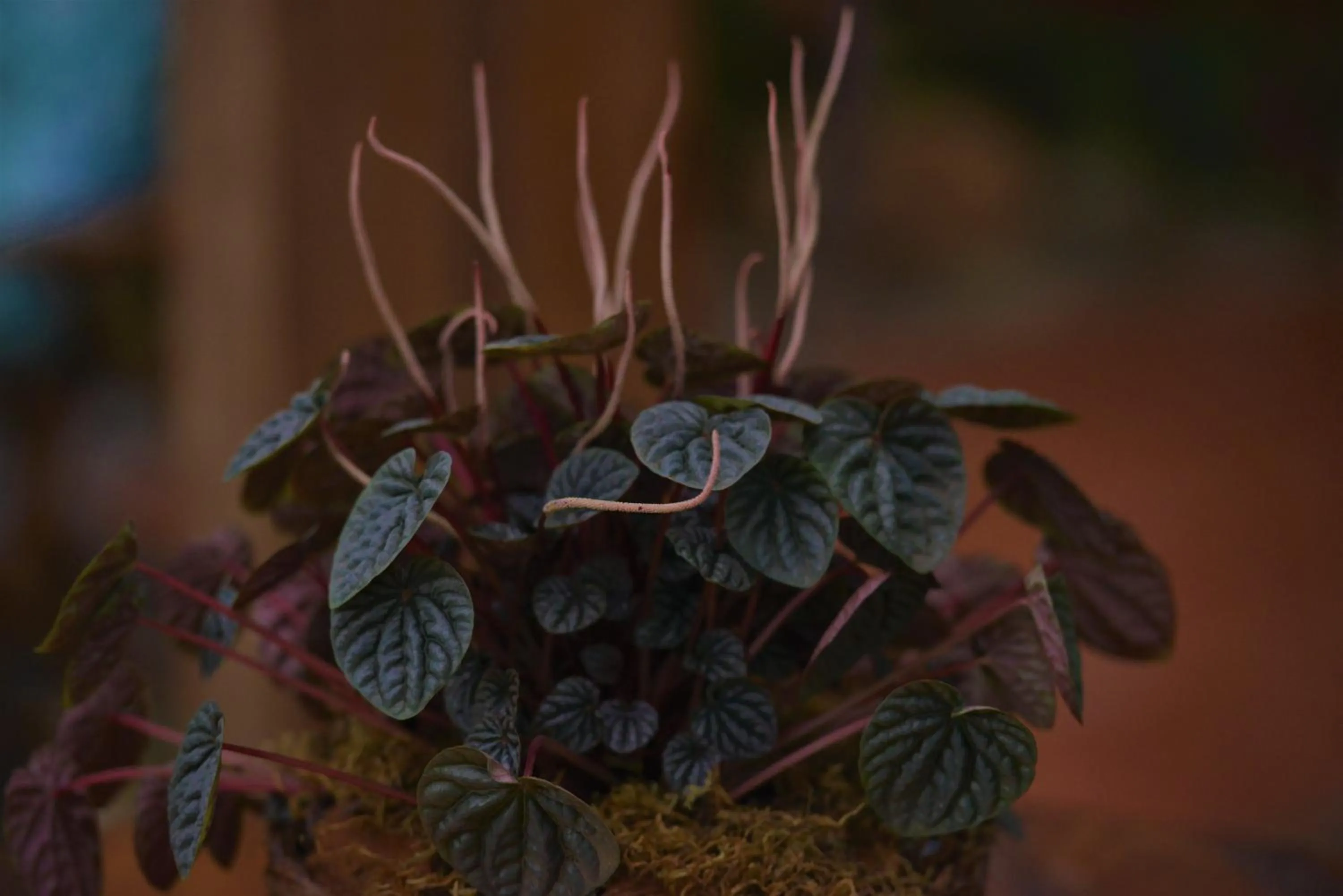 Garden in Hotel Ferrugem Eco Village