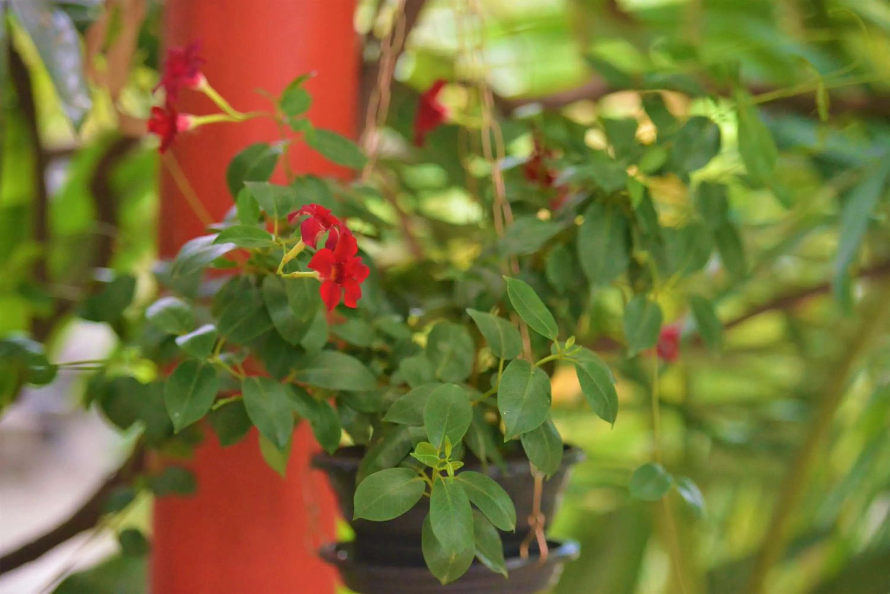 Garden in Hotel Ferrugem Eco Village
