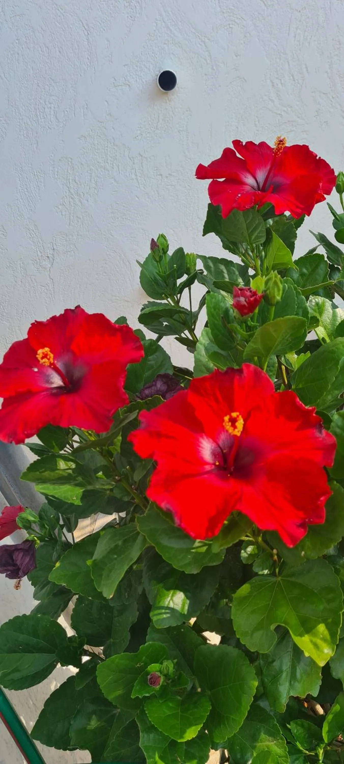 Garden in Corniche du Paradis