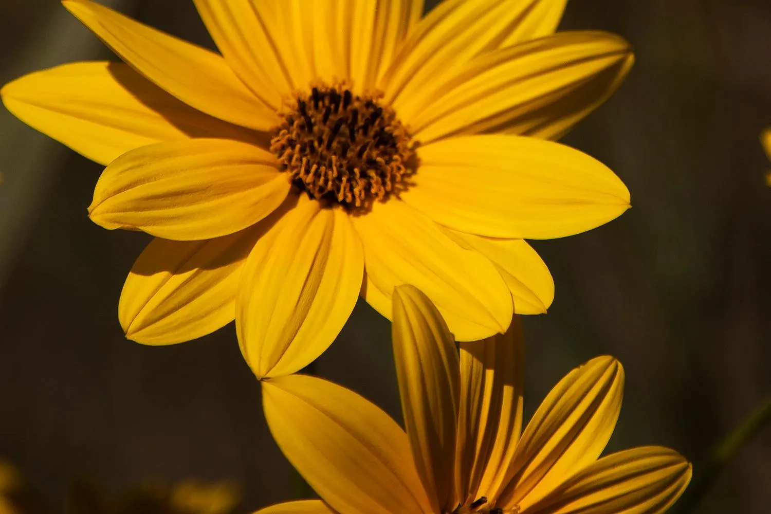 Bosco Canoro Bibione Resort