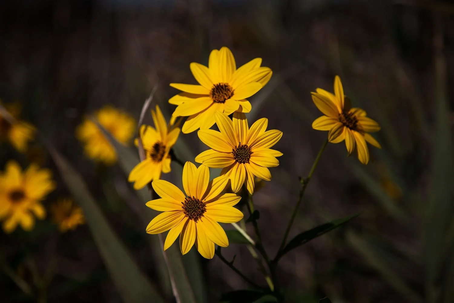 Day in Bosco Canoro Bibione Resort