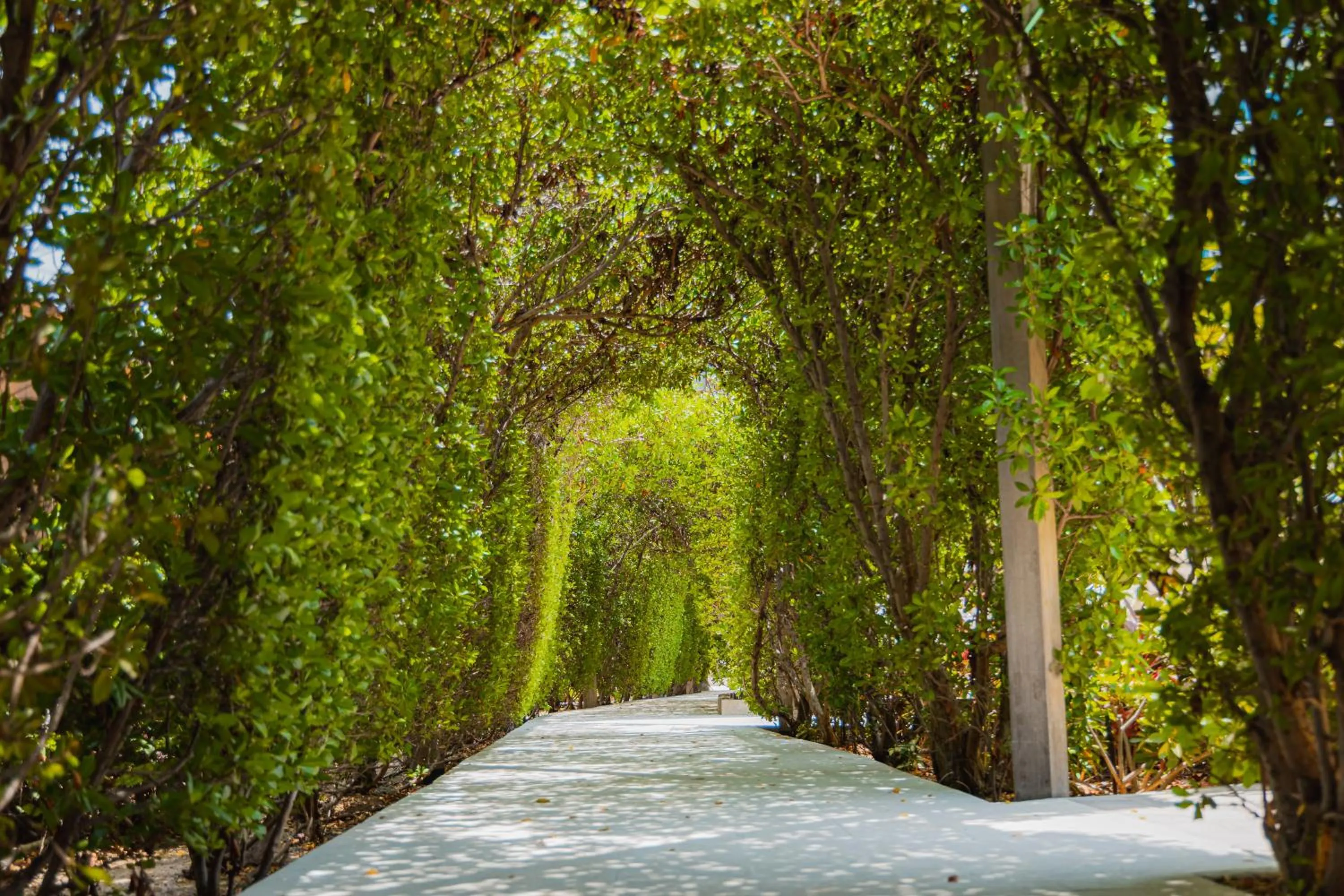 Garden in Radisson Blu Aruba