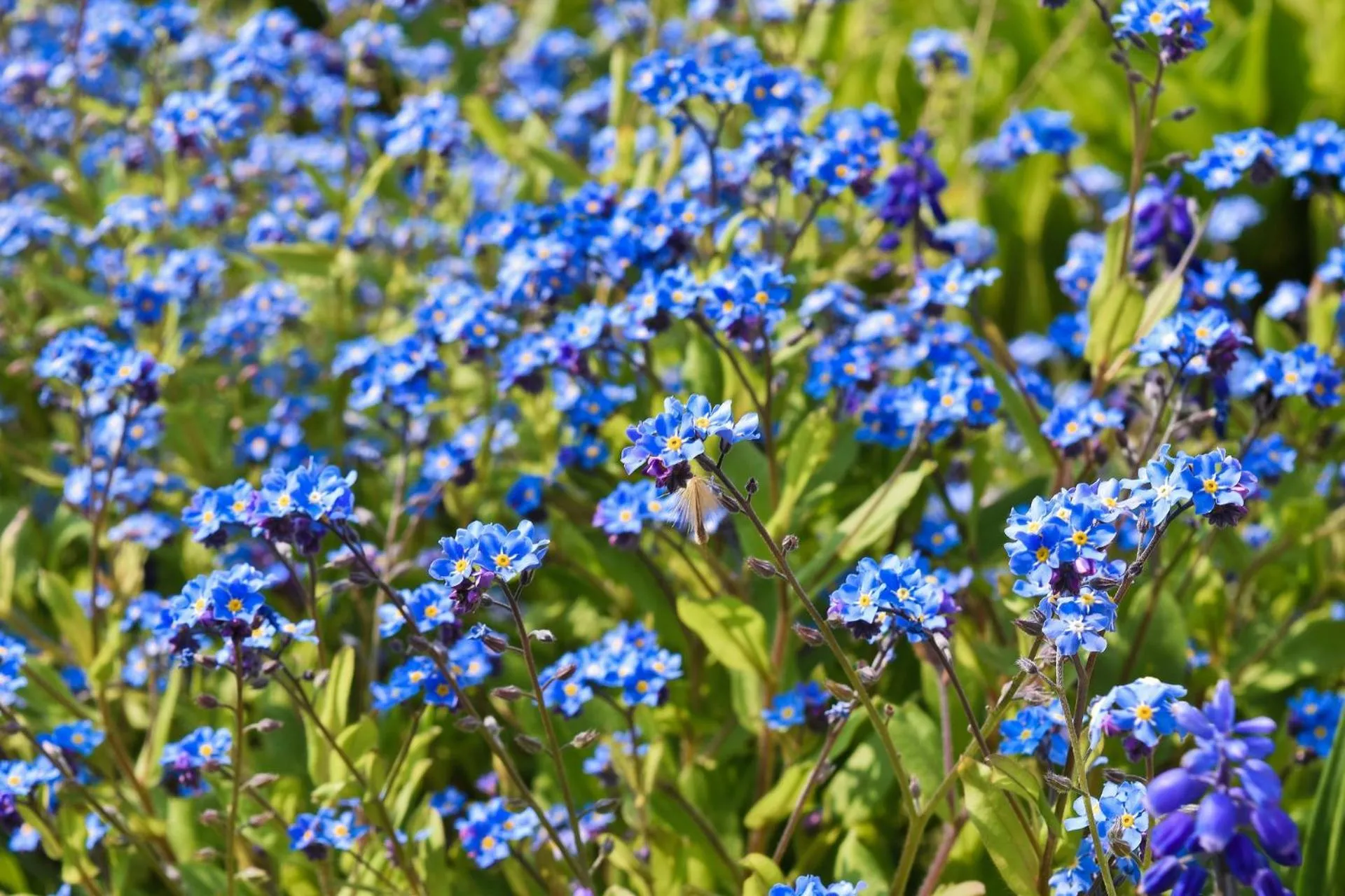 Natural landscape in Landhotel Ridder