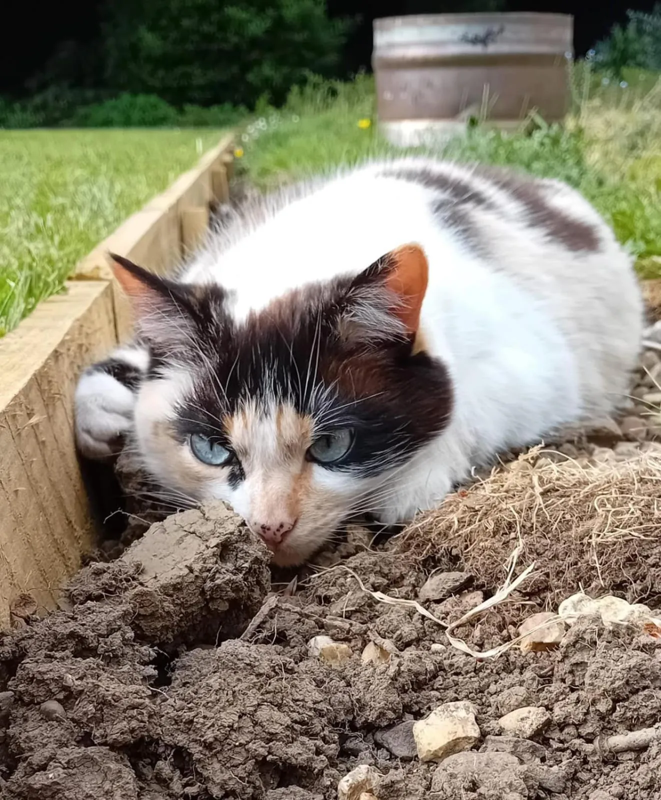 Garden in The Old Vicarage