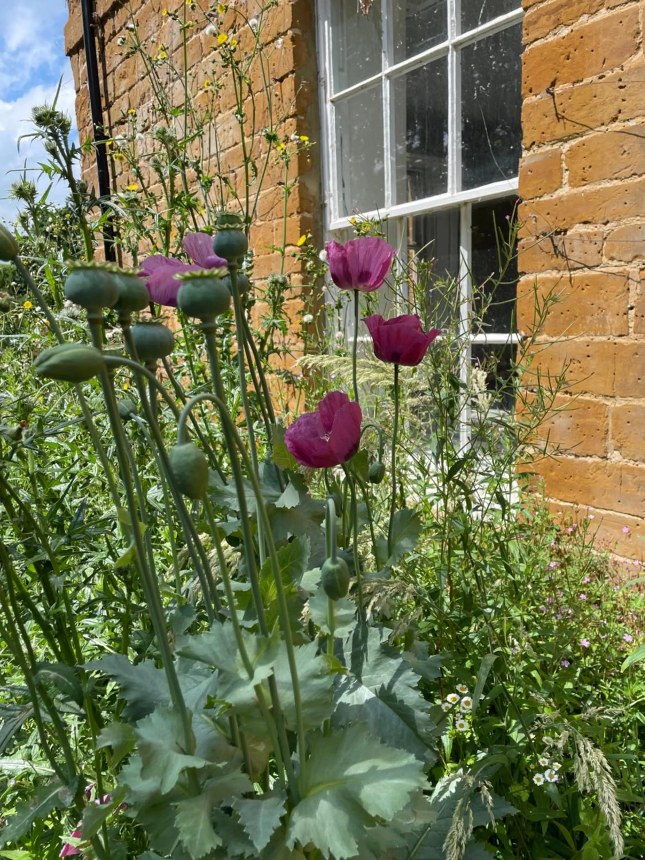 Garden in The Old Vicarage