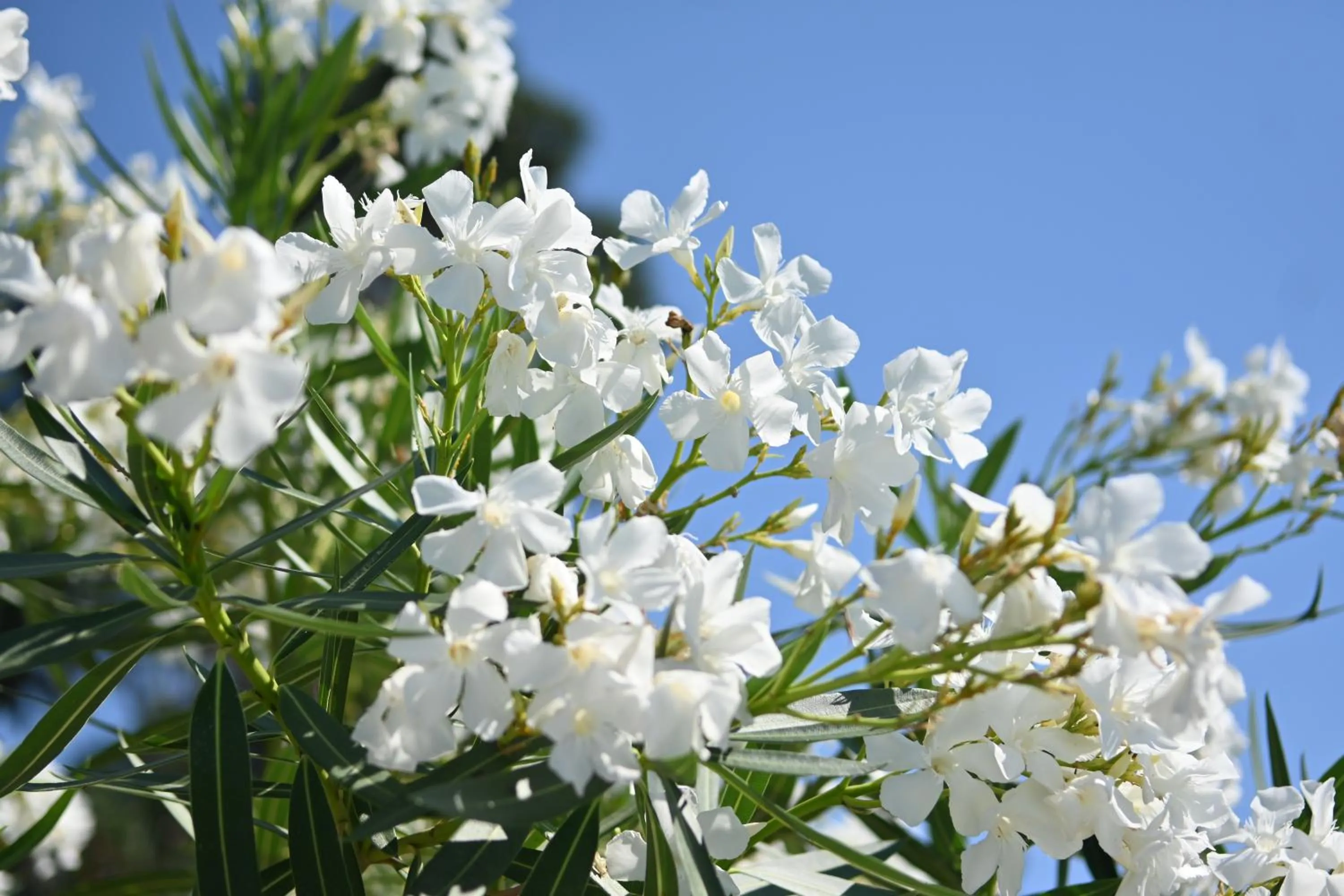 Garden in Les Jardins de Bormes, hôtel adult only avec sauna & jacuzzi