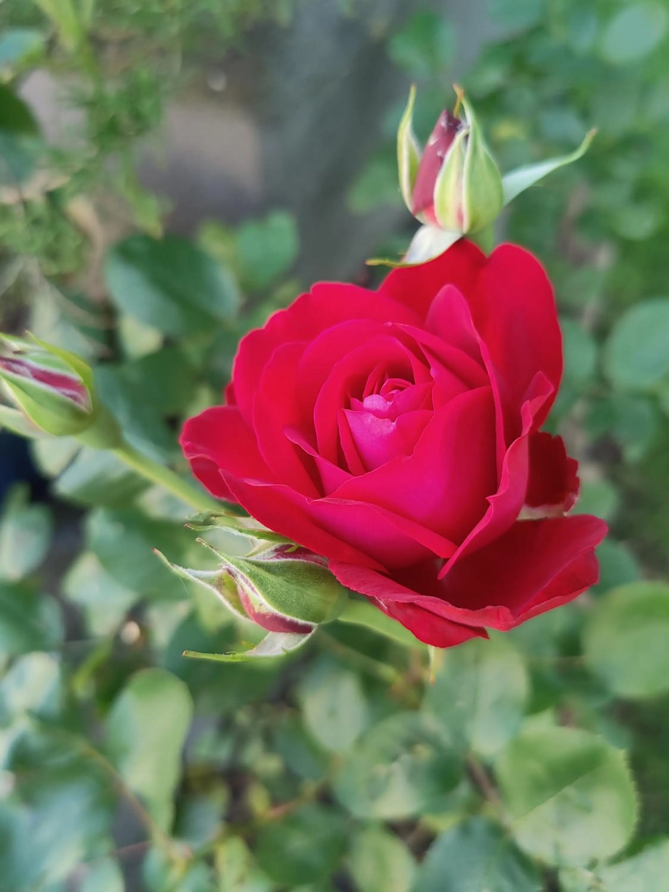 Garden in Golf- & Landhotel am alten Deich