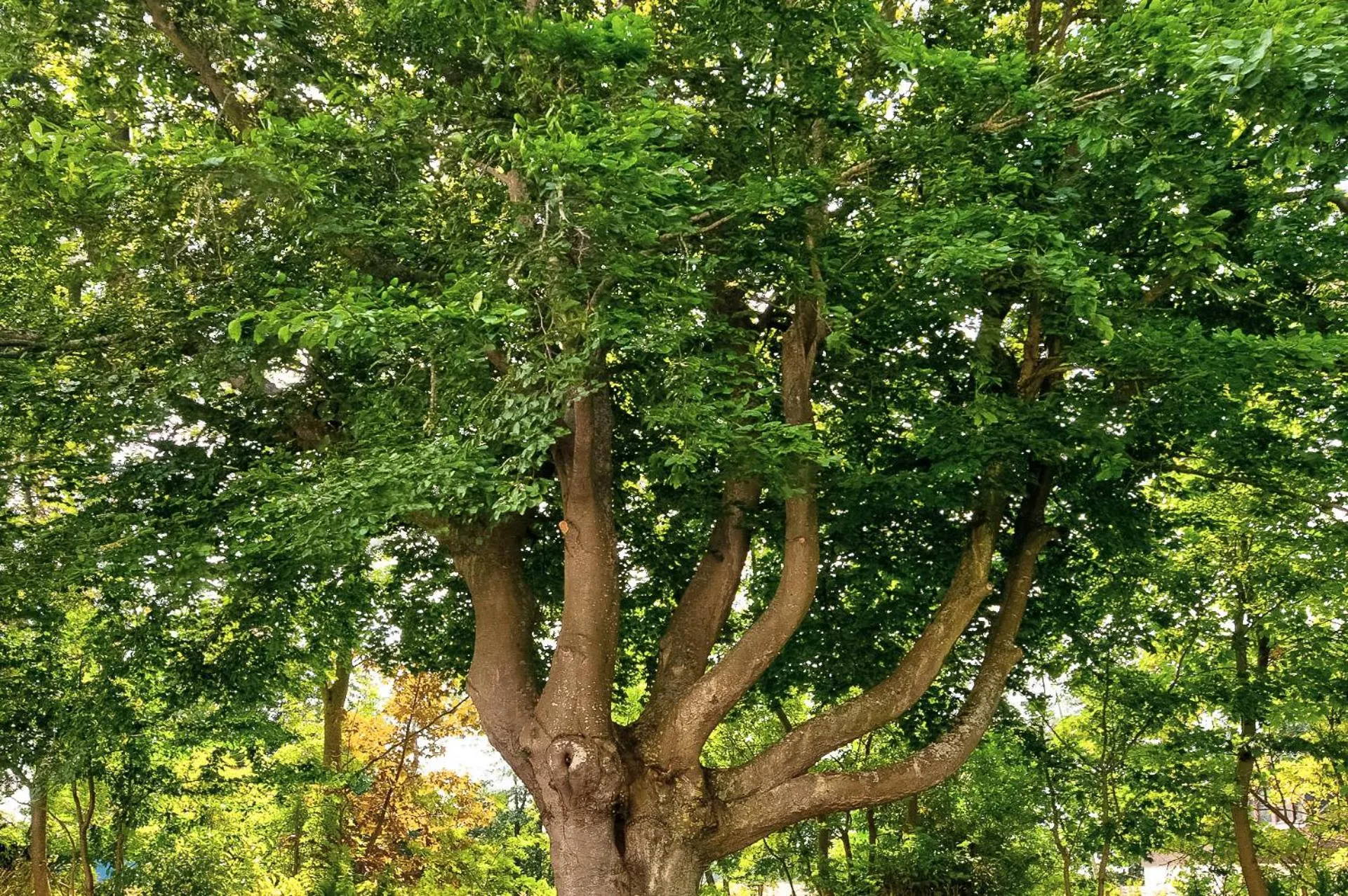 Garden in Golf- & Landhotel am alten Deich