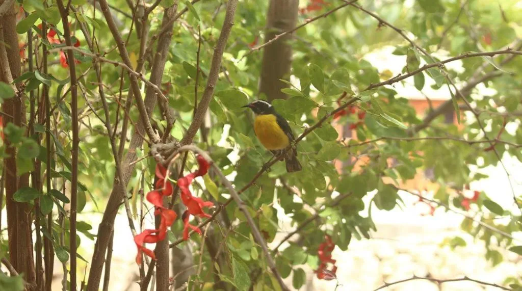 Animals in Fuego Mio Bed & Breakfast