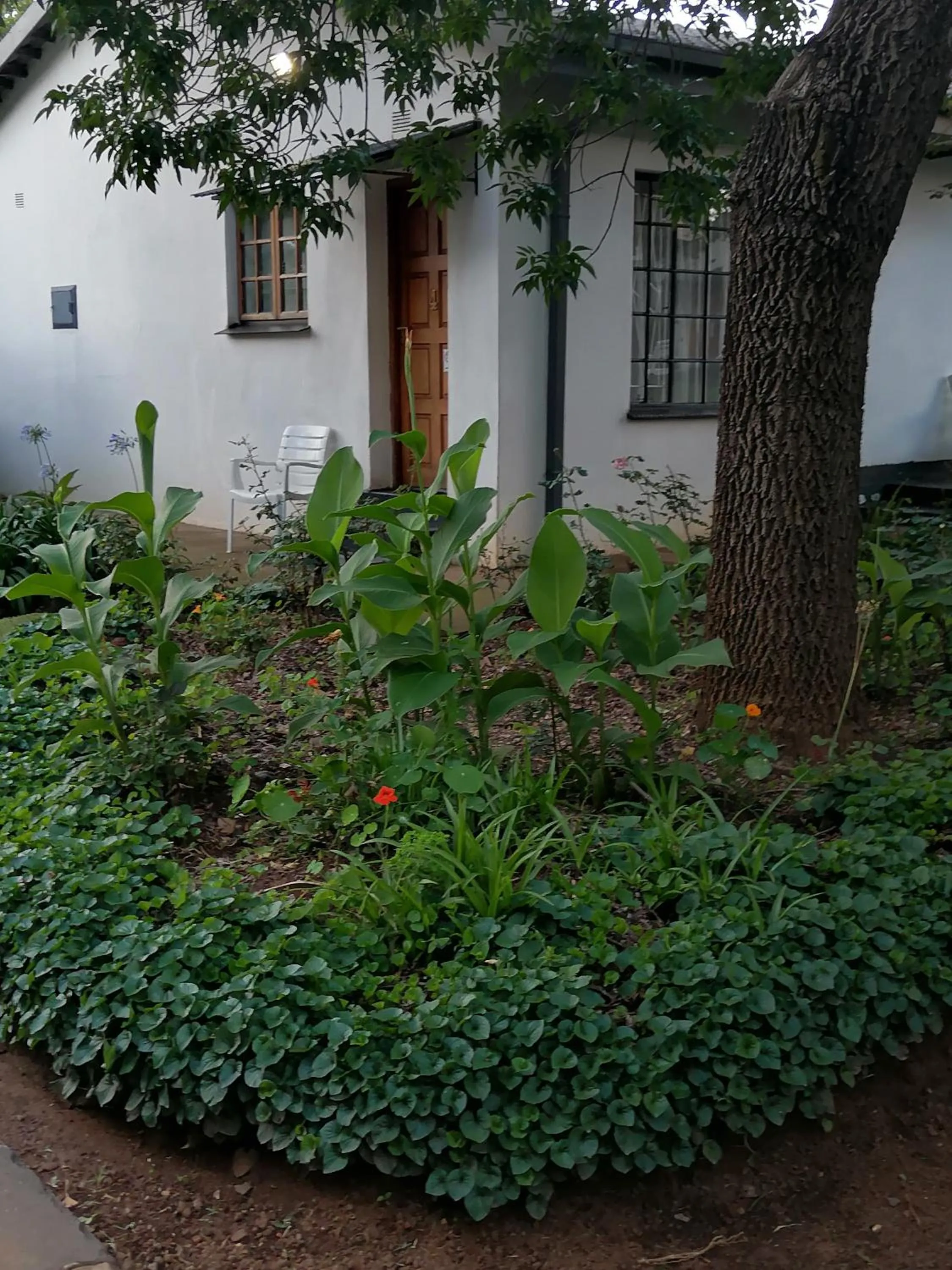 Garden view in Lydenburg Manor Guest House
