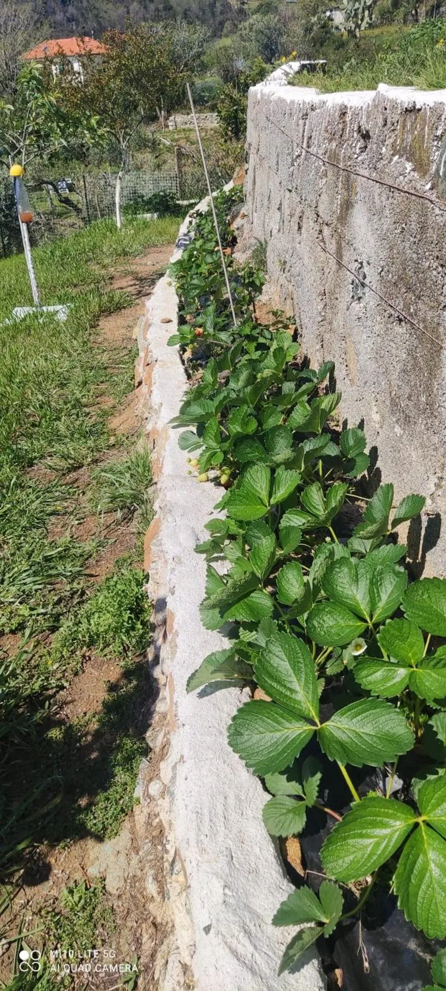Garden in Agrifazenda