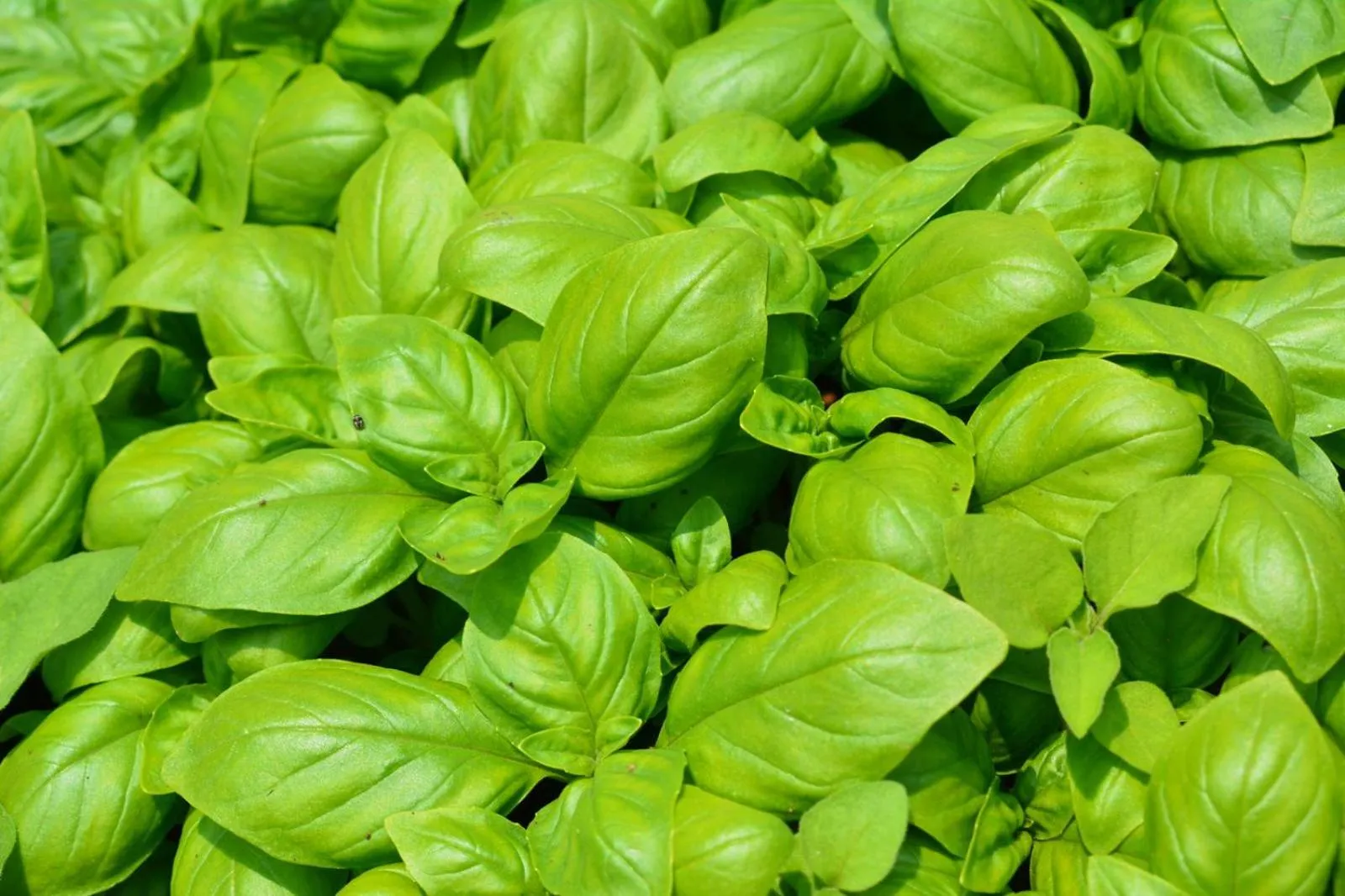 Restaurant/places to eat in Agrifazenda