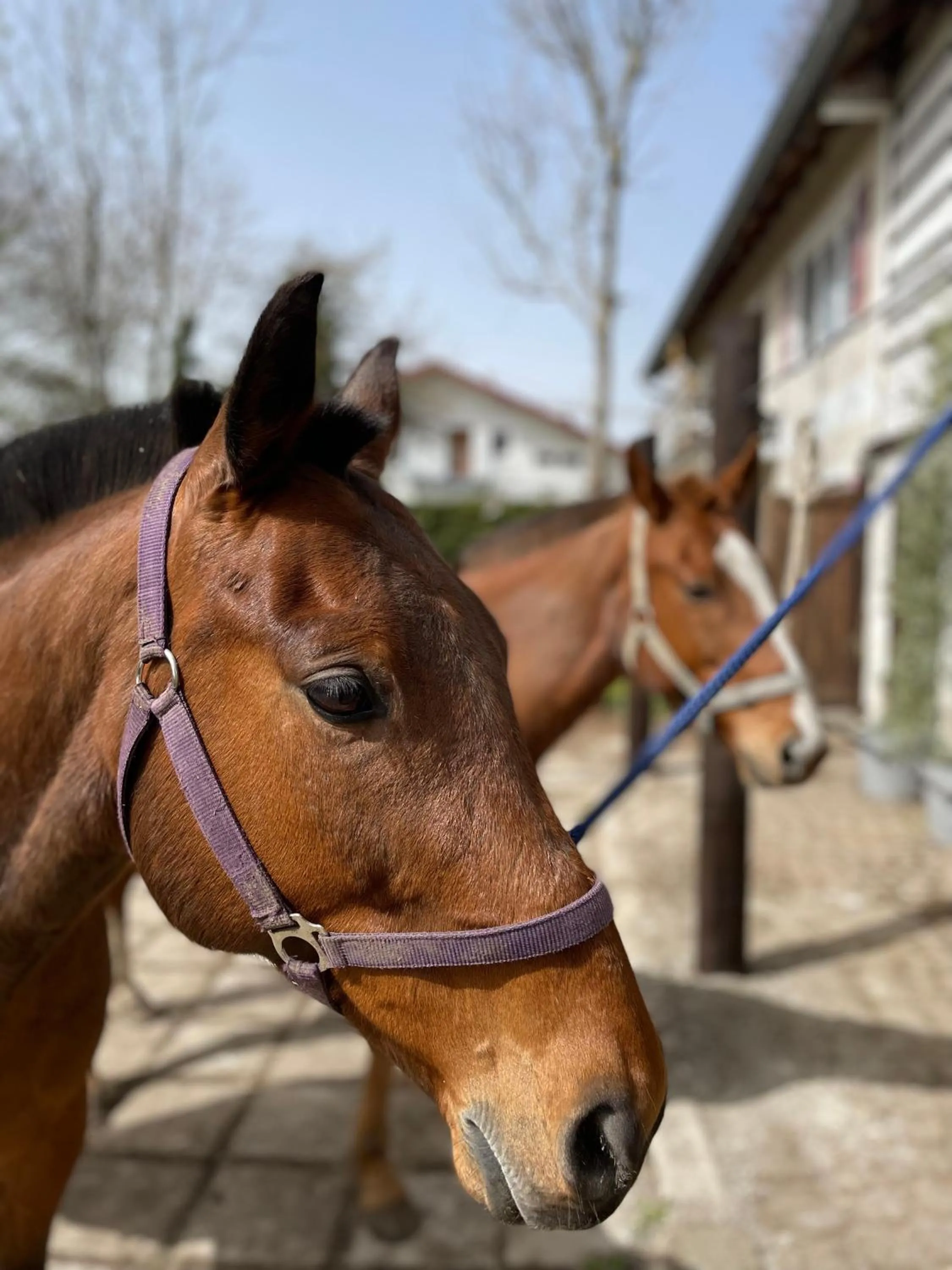 Horse-riding in Runas Air Muc Park Sleep & Fly