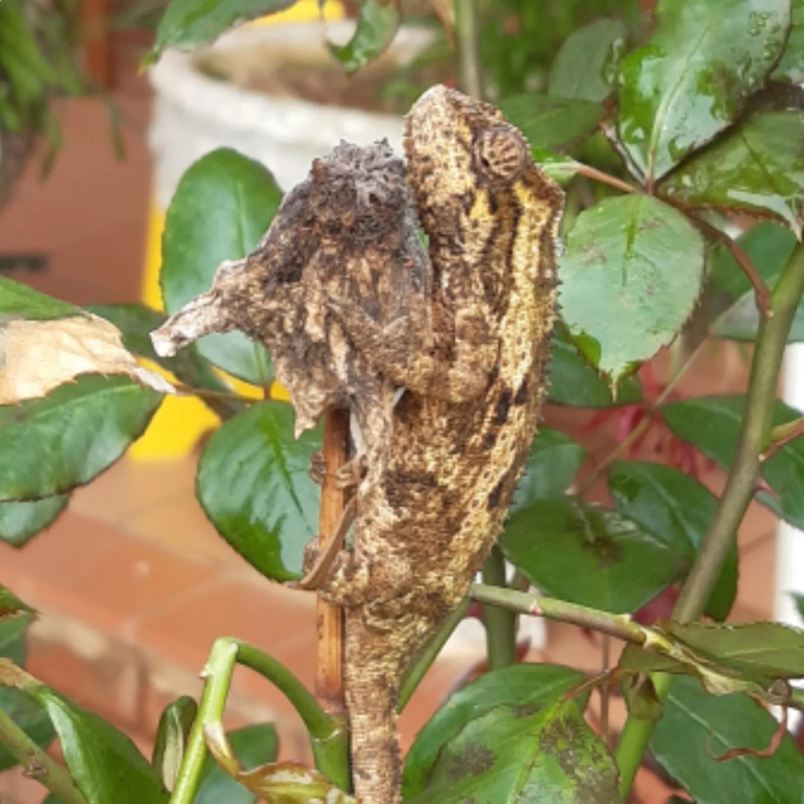 Day in Westlodge at Graskop B&B