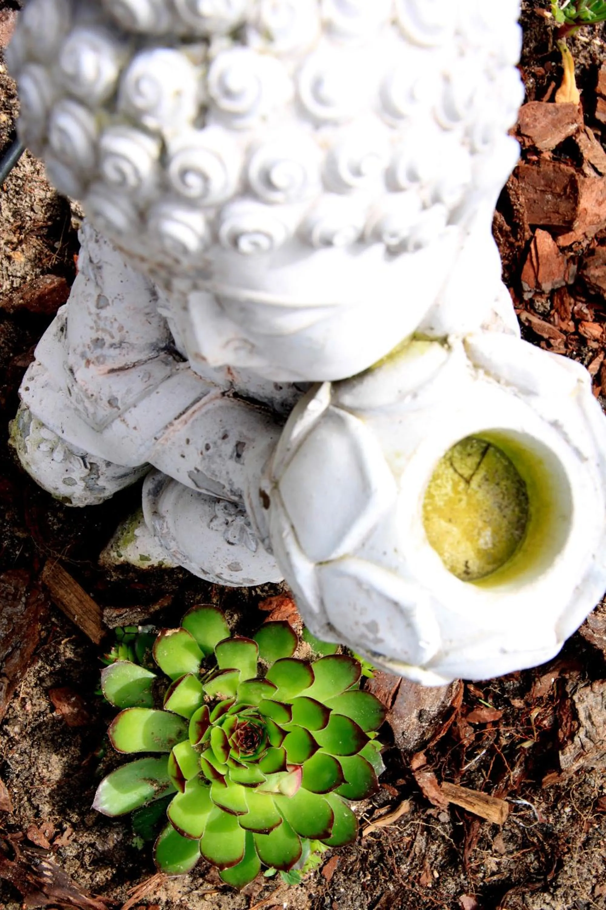 Garden in Sandra's Guest House