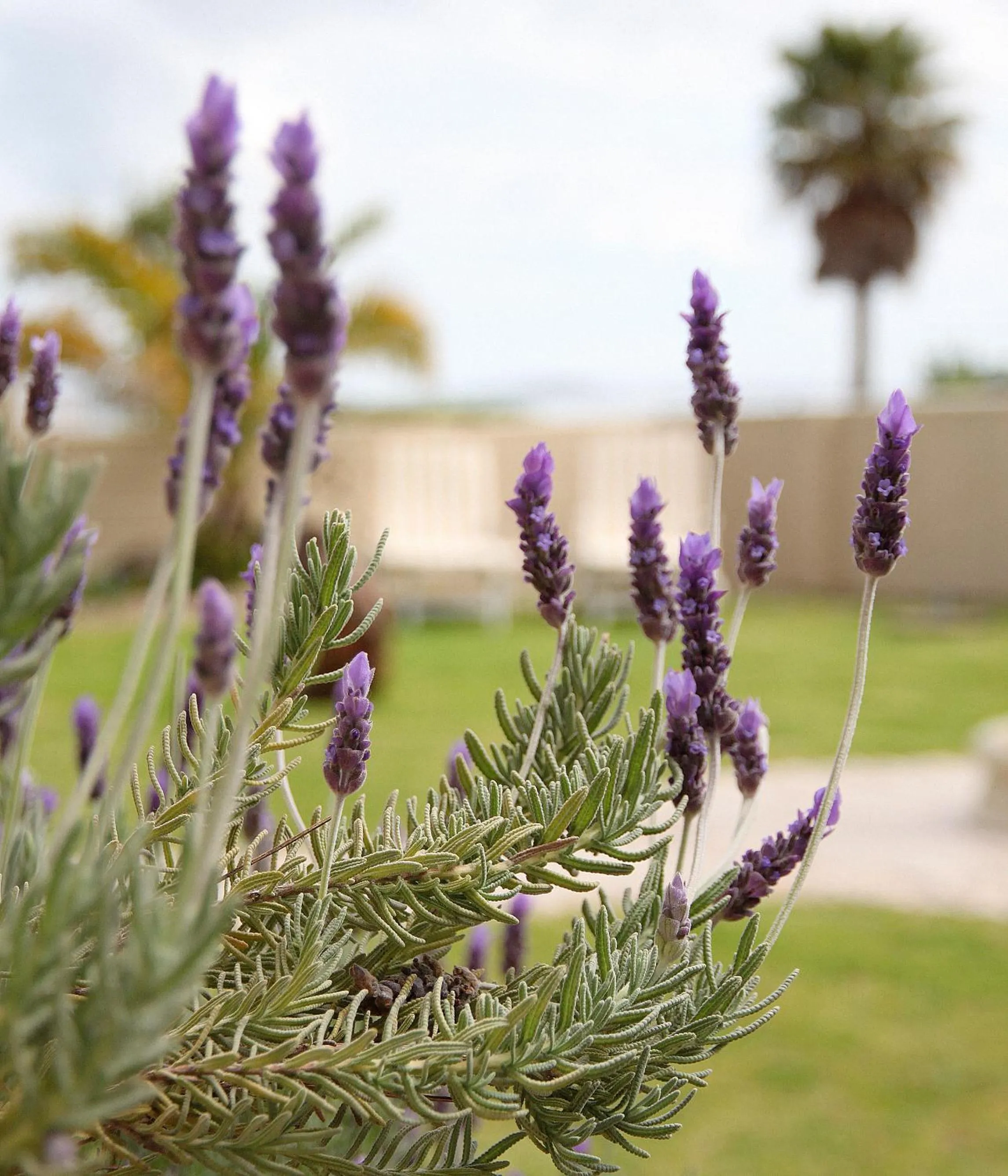 Garden in Sandra's Guest House