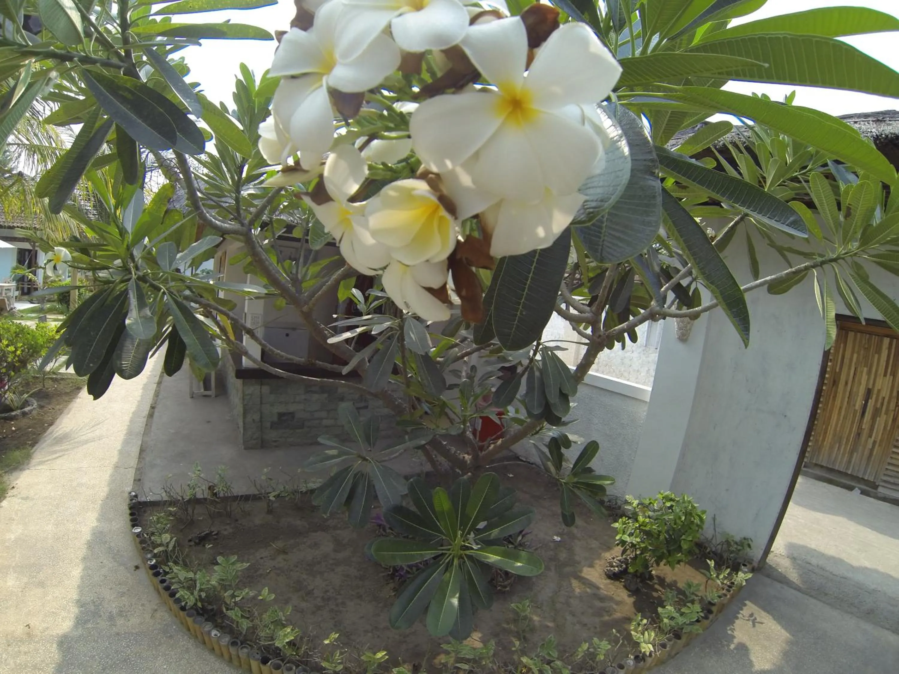 Garden in Casus Dream Hotel