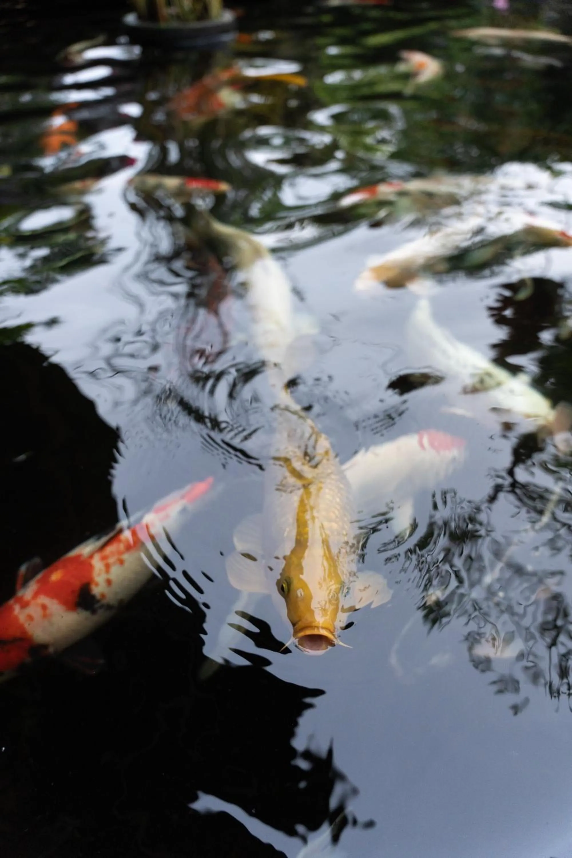 Garden in GK Bali Resort