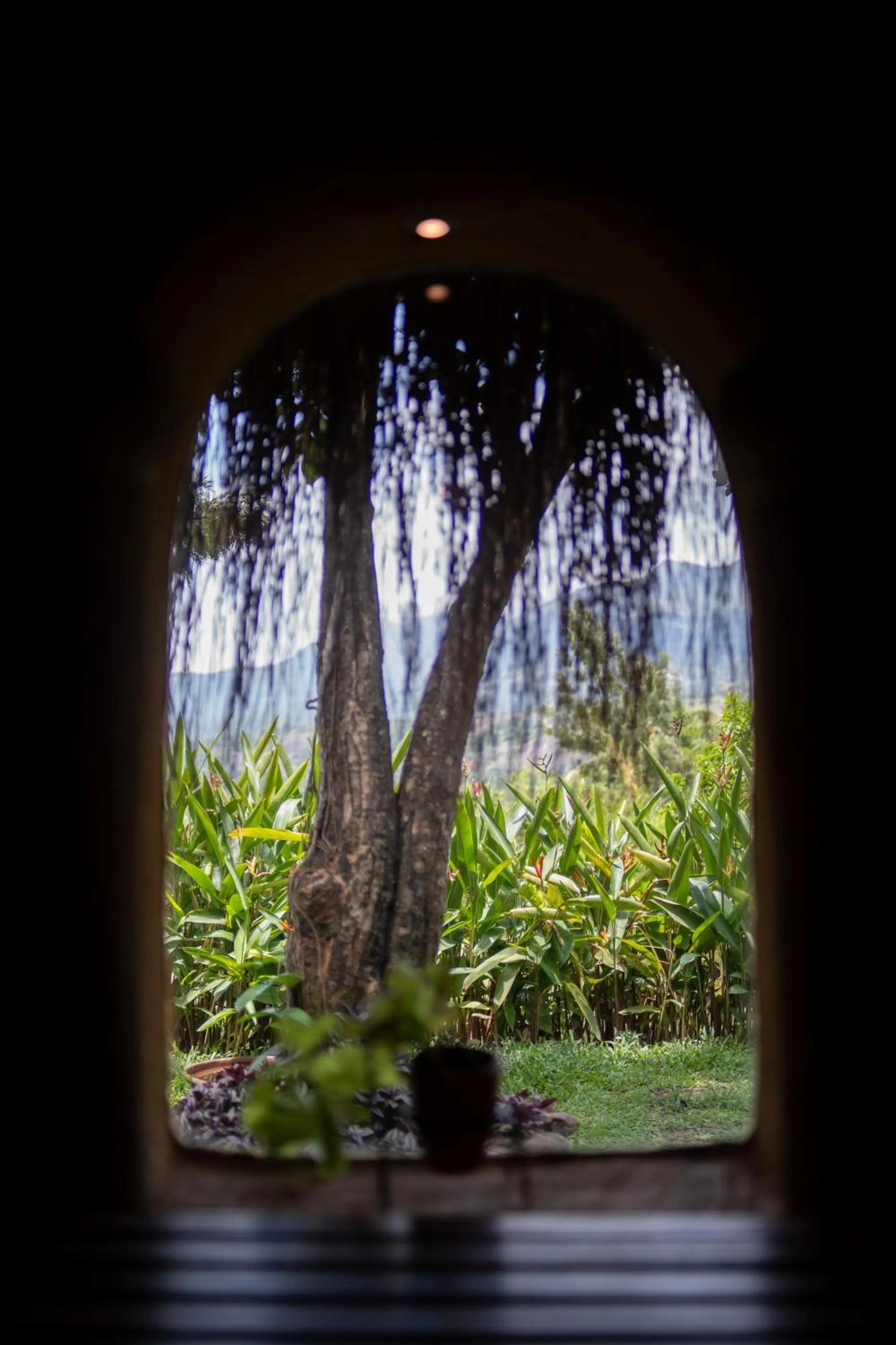 Garden view in The Mudhouse Marayoor