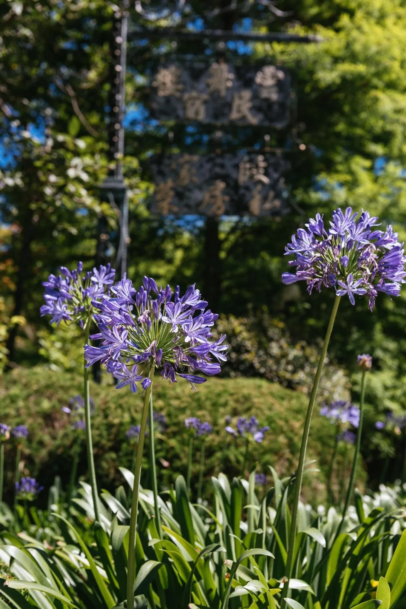 Garden in Yun Wu B&B