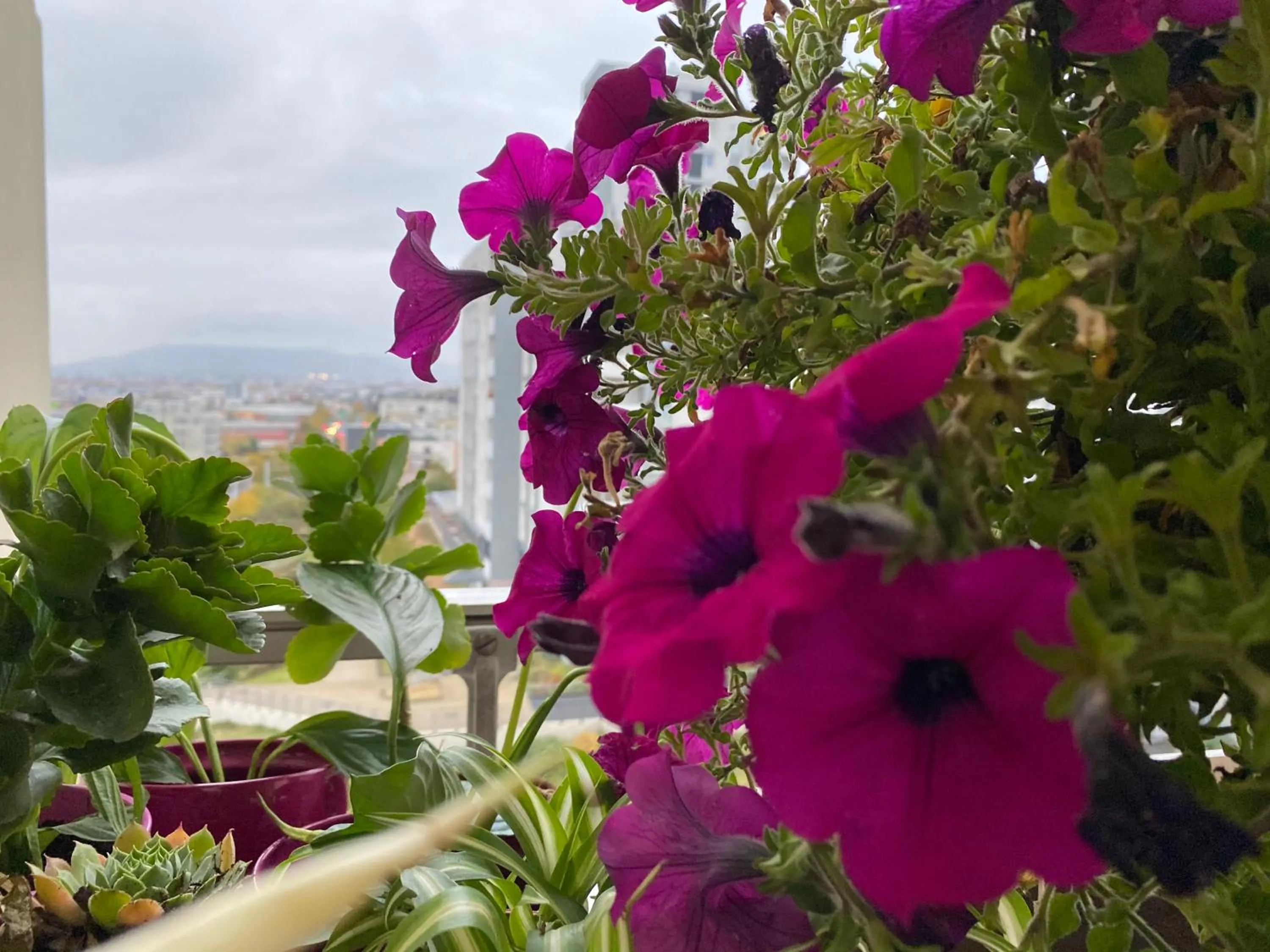 Spring in Les Meublés les Dômes du Parc